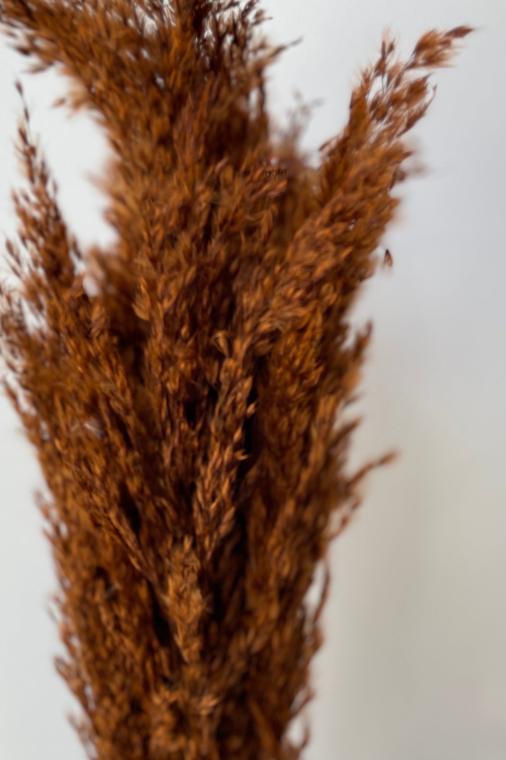 Plumi Mini Mocha colored preserved bunch at SPROUT HOME shown up close showing detail of the plume. ©Sprout Home