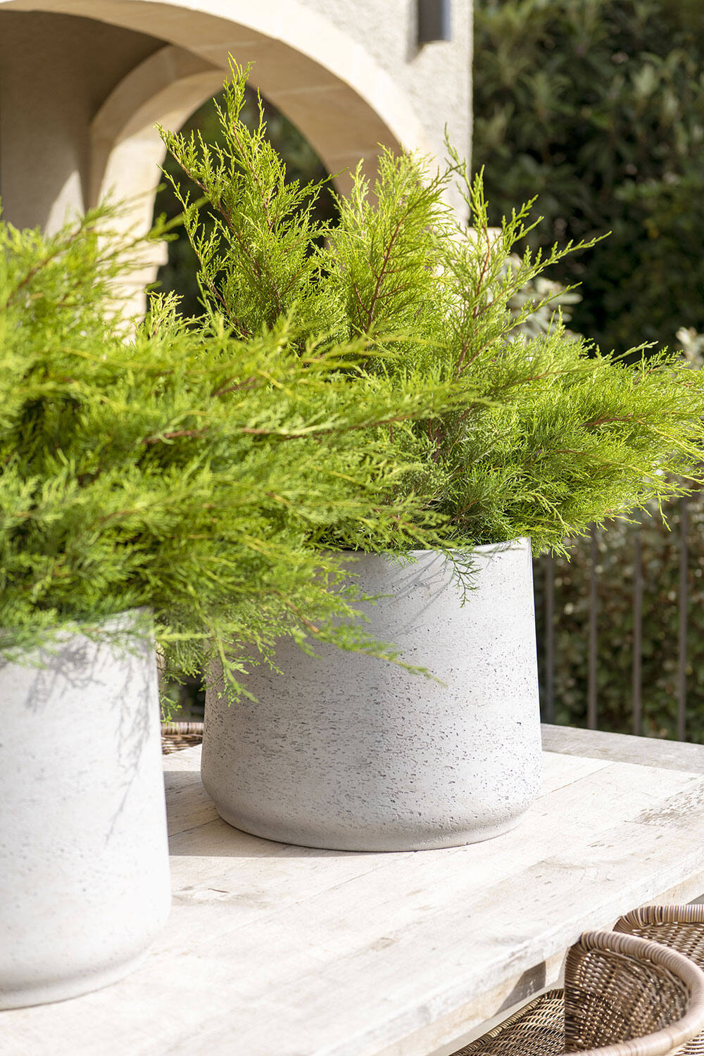 Patt Pot grey washed grey with potted evergreens on a table by Pottery Pots.