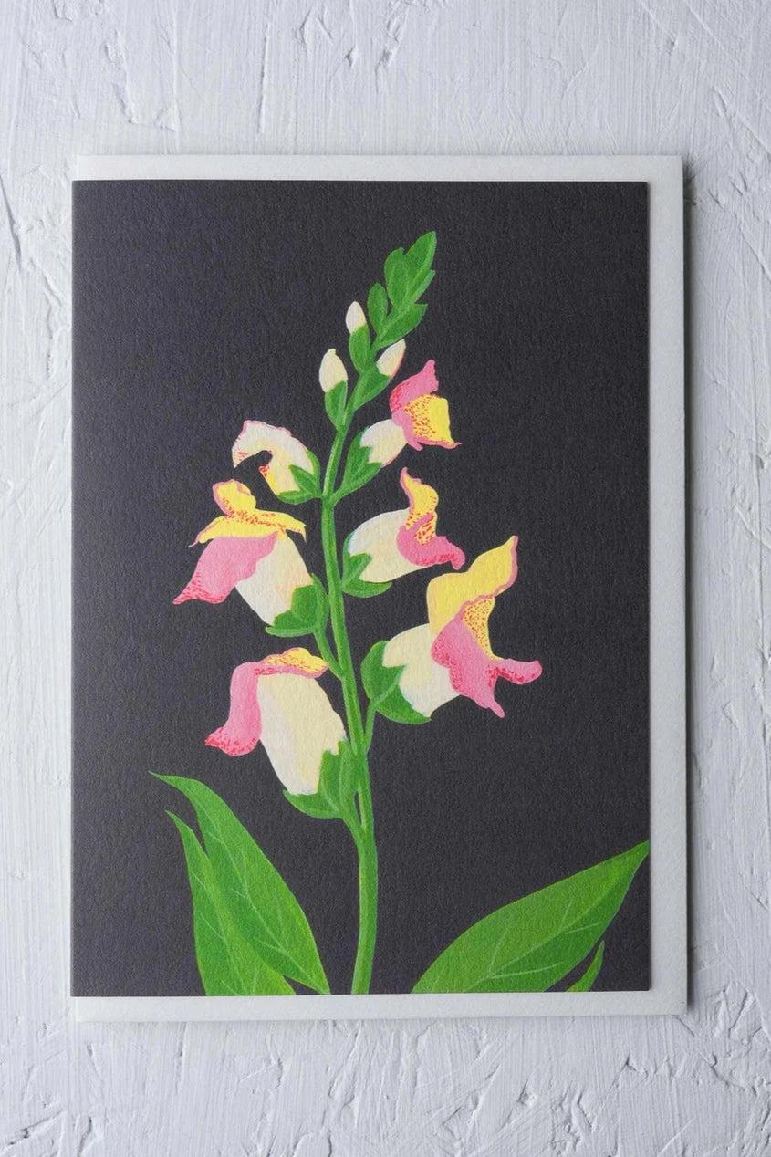 Snapdragon card by Stengun Drawings viewed from the front with one stem of snapdragon on black
