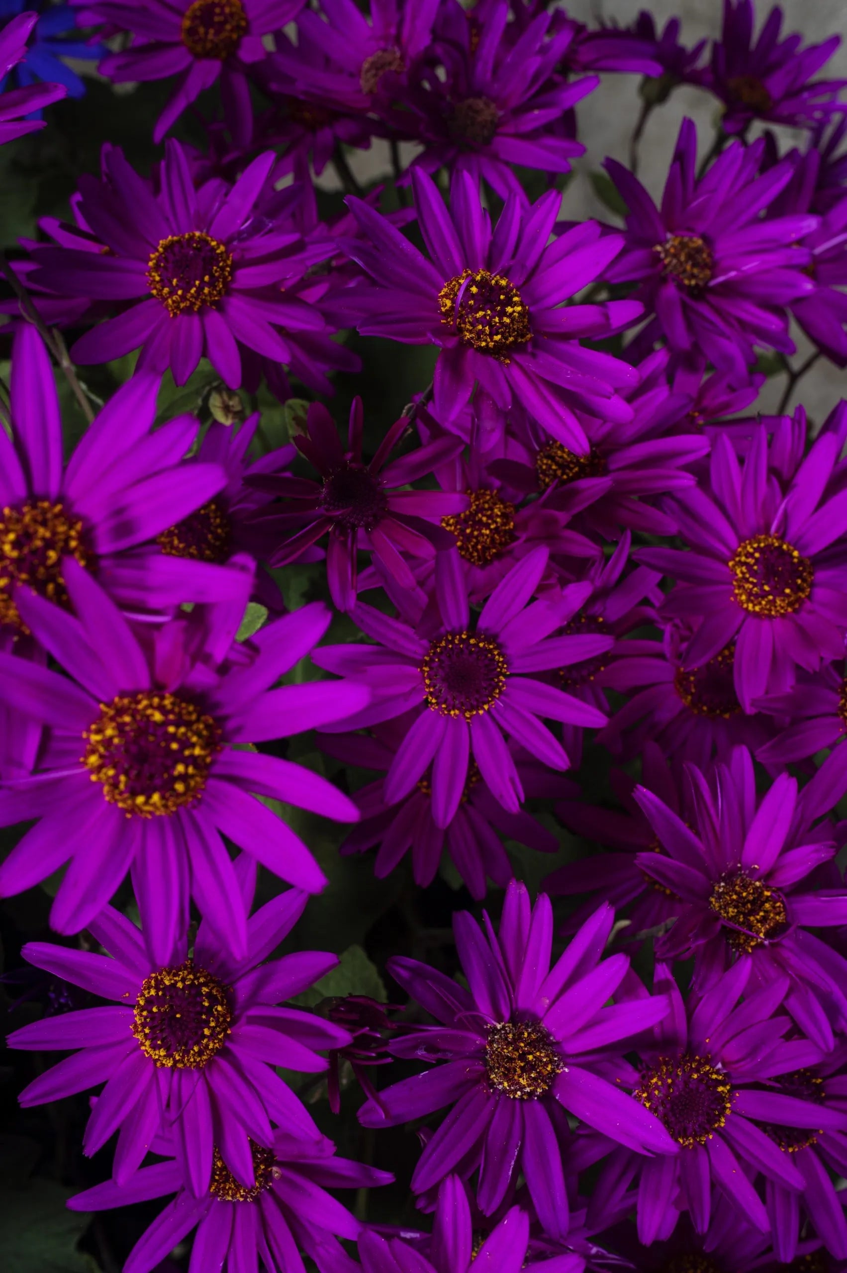 open bright pink flowers of Senetti Magenta plant ©Clesen Wholesale