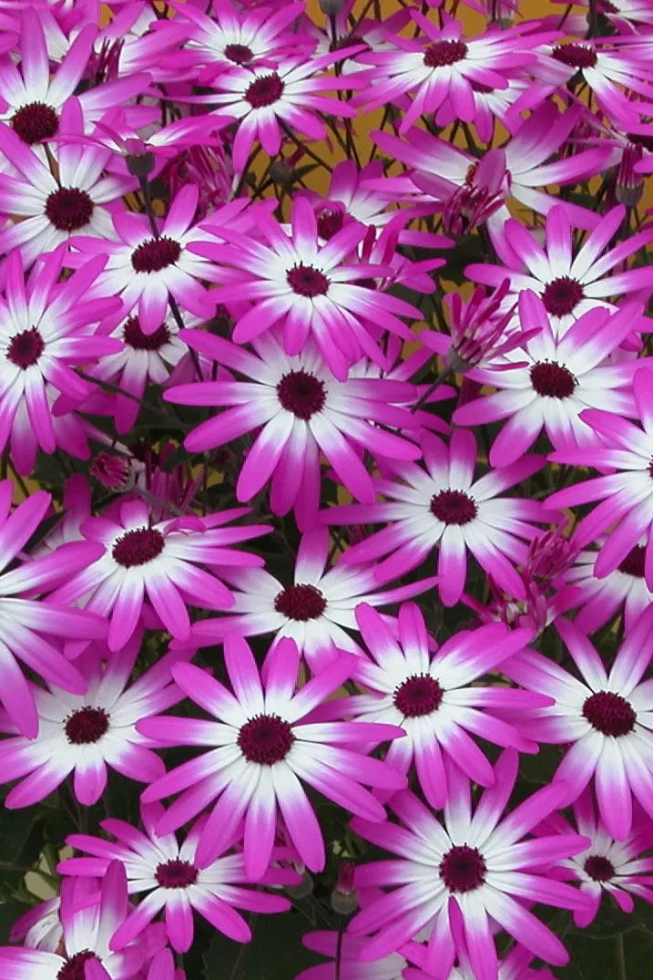 Senetti Magenta BiColor flowers up close ©Clesen Wholesale
