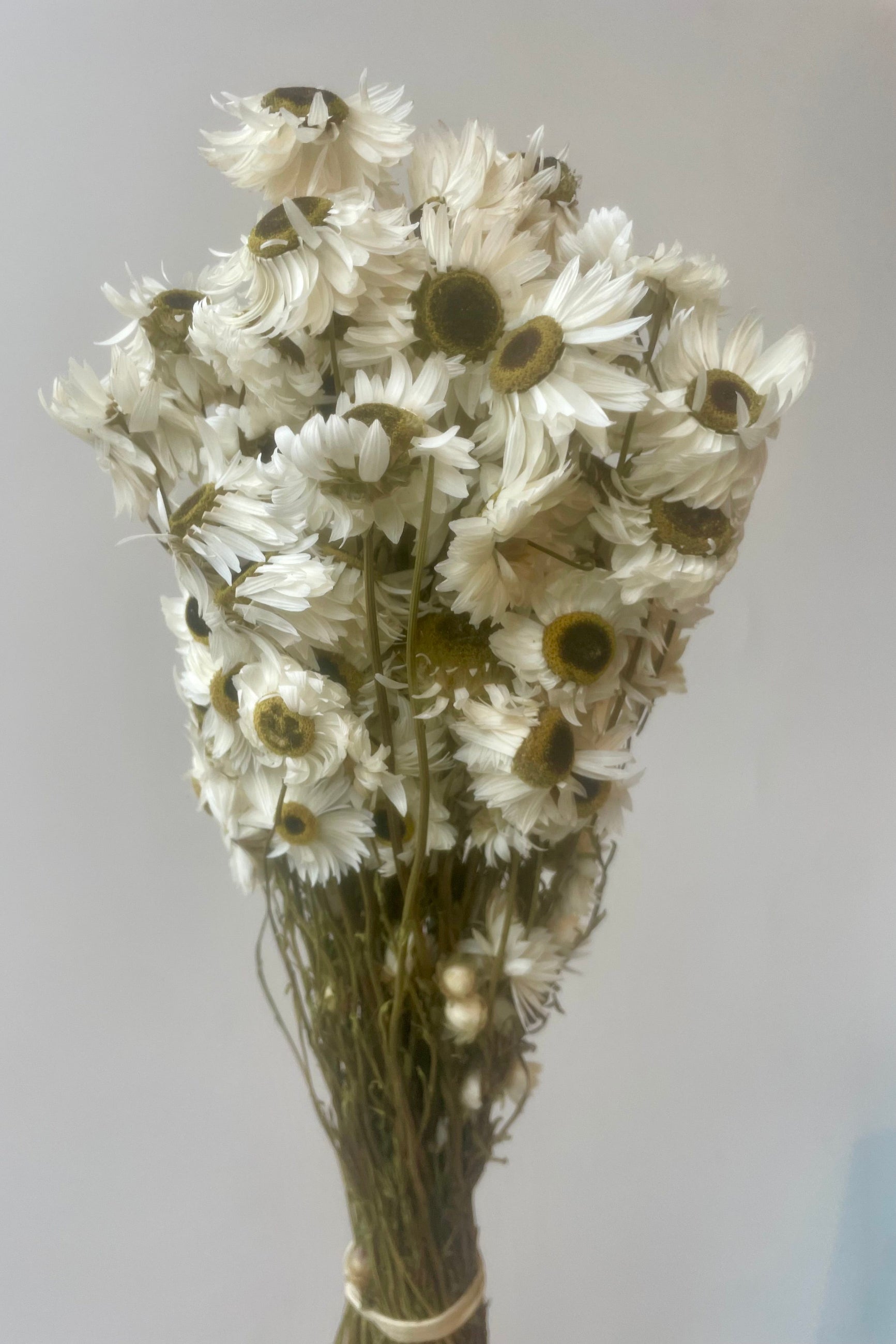 A bundle of white dried flowers in front of a white wall ©Sprout Home