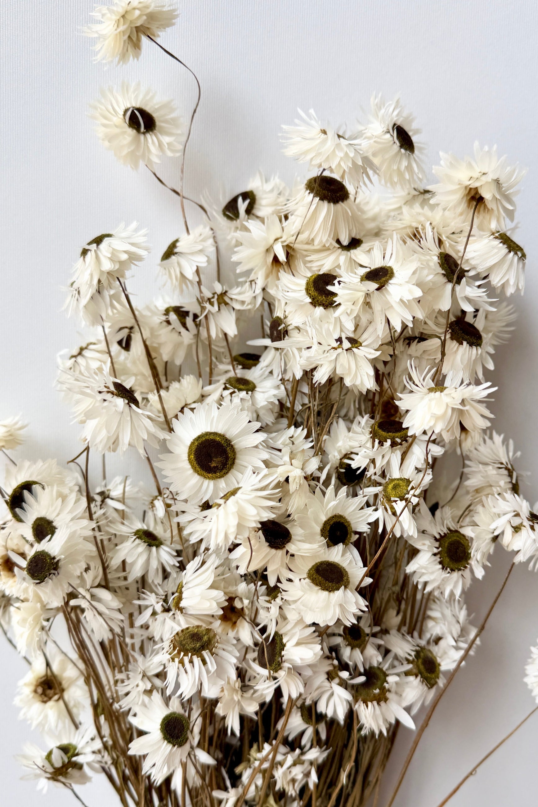 Bouquet of white preserved Acrolinium flowers with brown centers on a light gray background ©Sprout Home