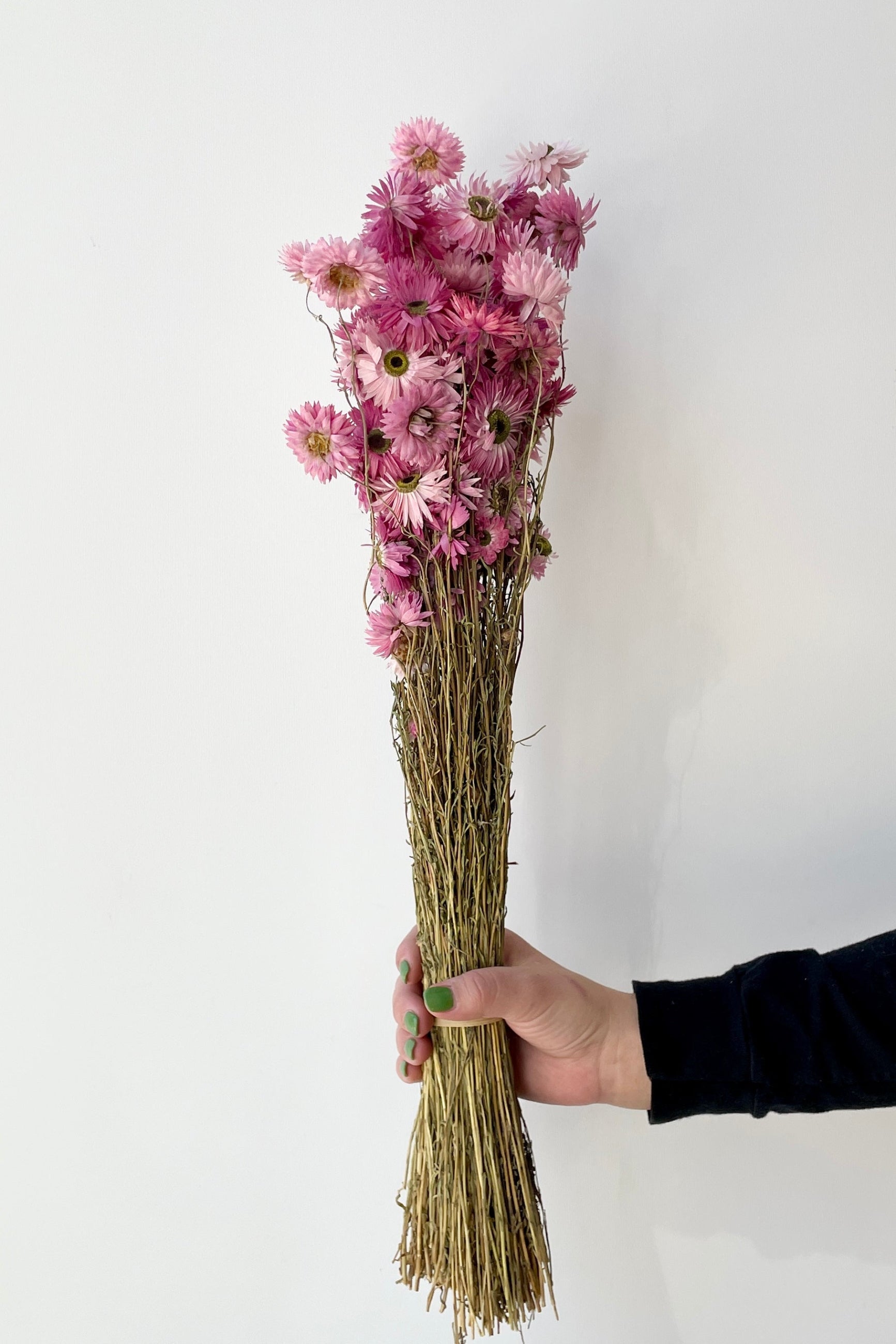 Pink preserved Acroclinium bunch at Sprout Home