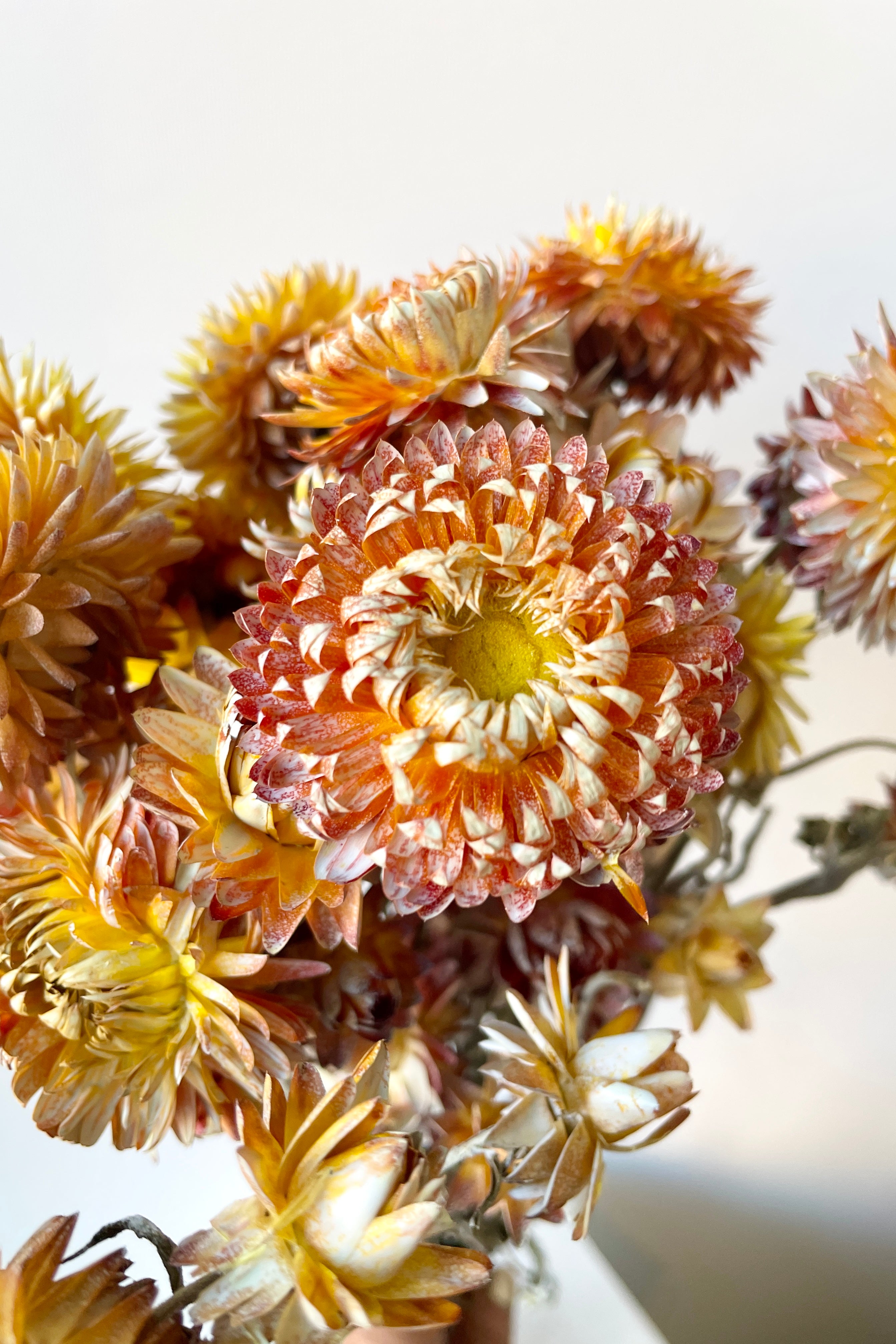 preserved Helichrysum strawflowers up close.