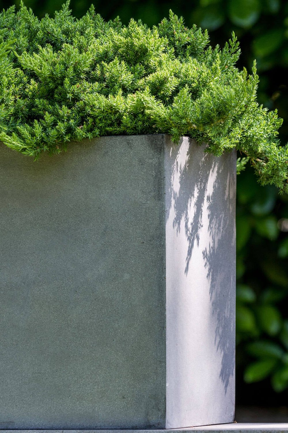 Detail of the Jort grey pot showing the finish. Juniper potted inside.