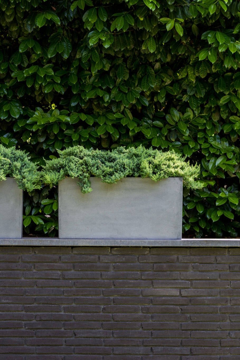 Pottery Pots Jort grey planter potted with evergreens and sitting on a brick wall.