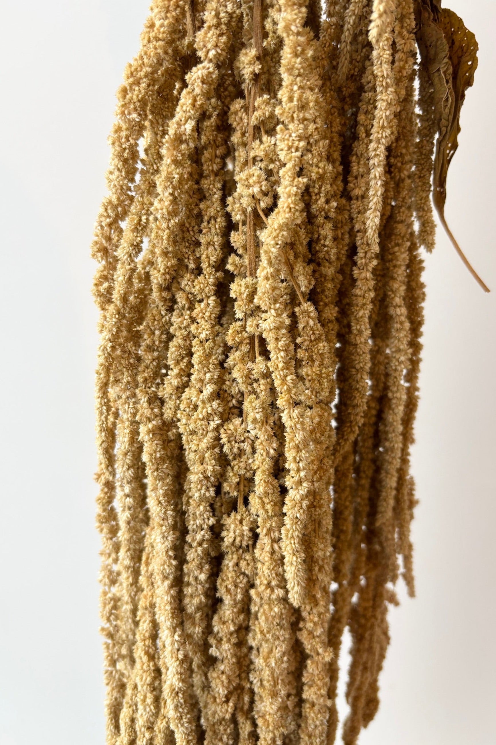 Amaranthus Natural Color Preserved Bunch hanging on a white background ©Sprout Home