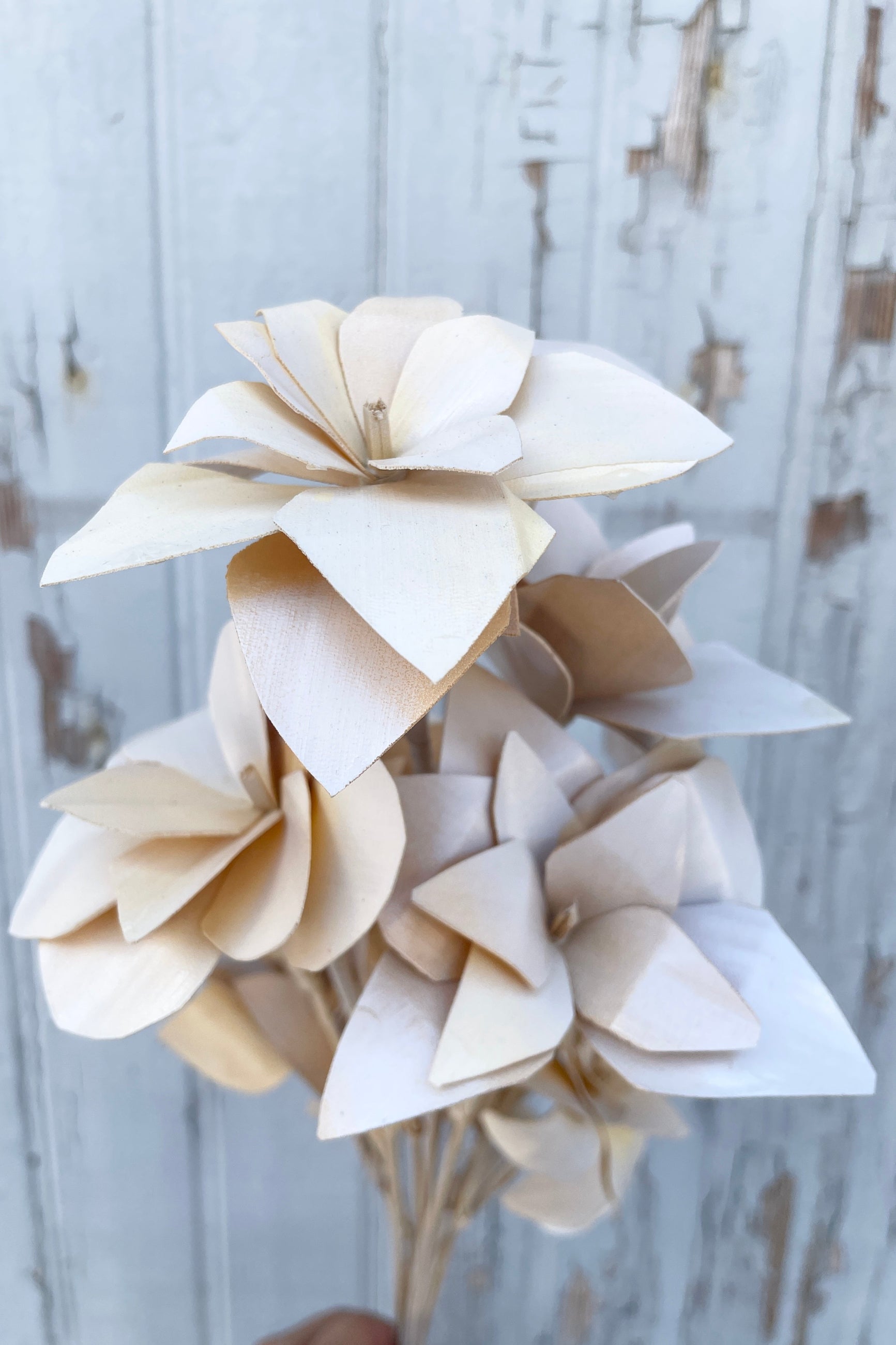 Detail shot of the preserved bleached Tari flowers. ©Sprout Home