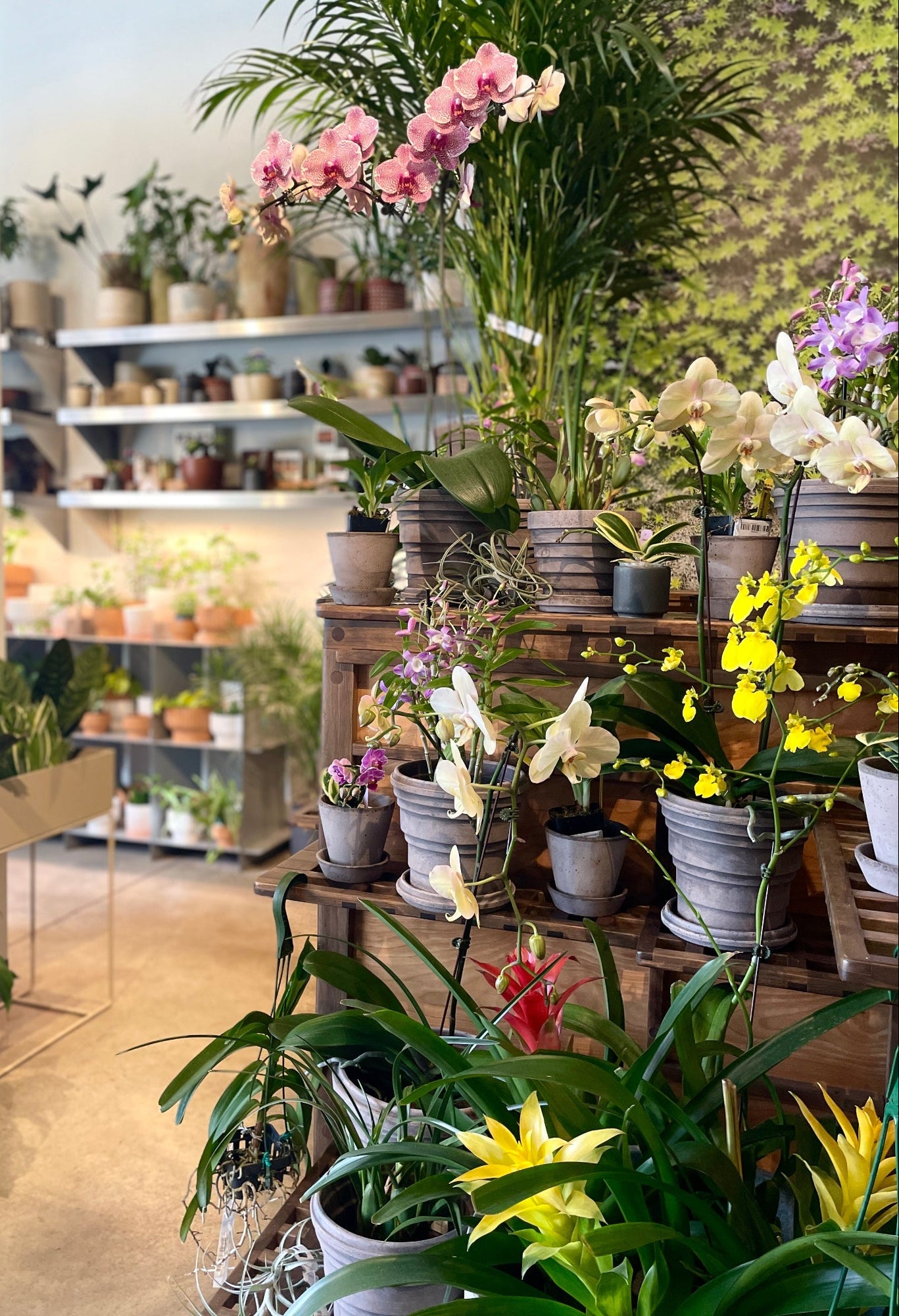 SPROUT HOME plant store with various potted plants on shelves and tables. ©Sprout Home