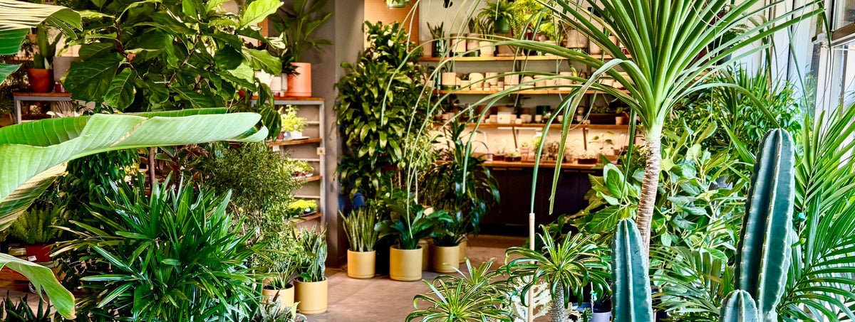 The indoor garden at Sprout Home featuring palms, cactus, dracaena, snake plants and Ficus ©Sprout Home