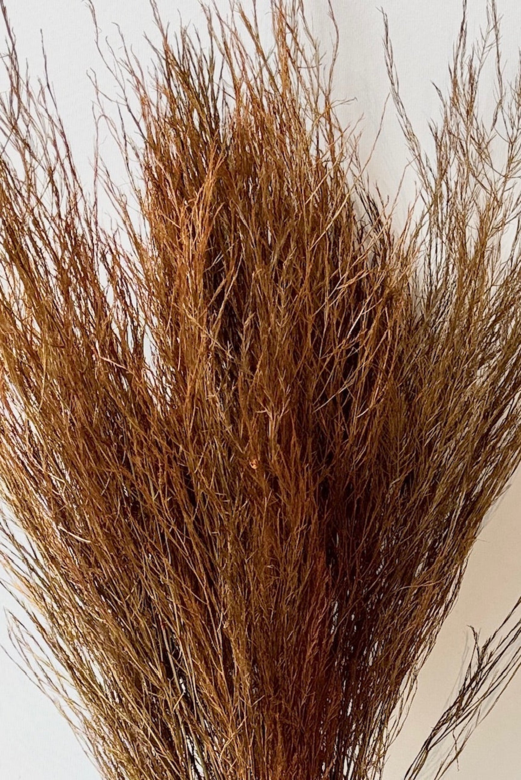 Close up of Asparagus trifle warm ochre ©Sprout Home