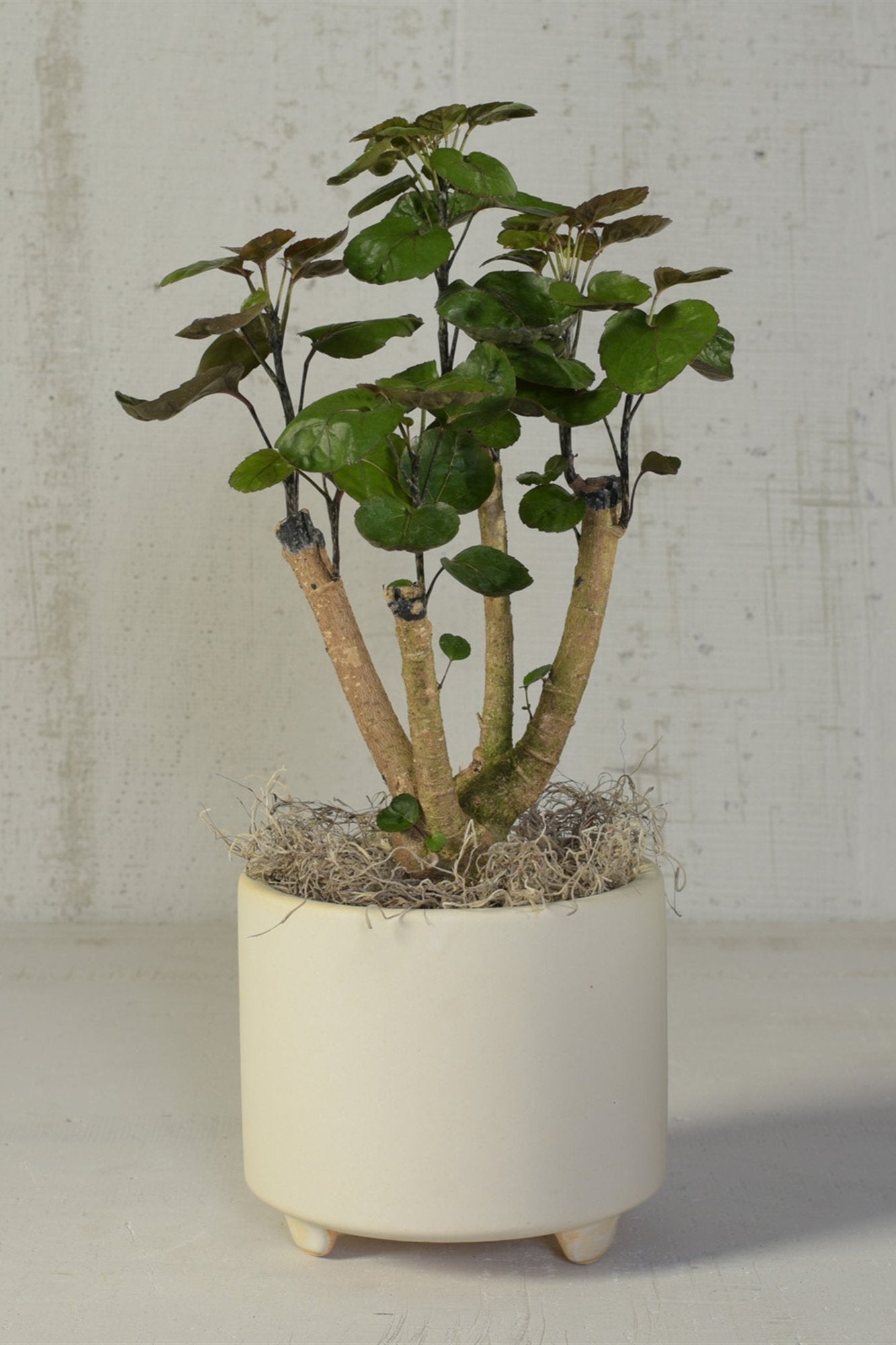 Simon fitted cachepot by Homart plated with an aralia plant in a white room.