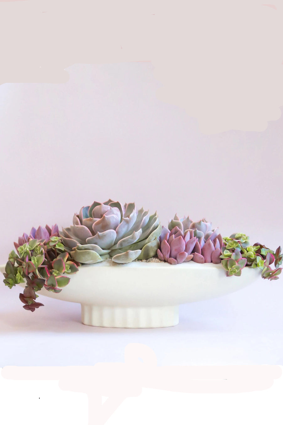 Colorful succulents in a white ceramic Luna dish on a light pink background ©Jungle Club