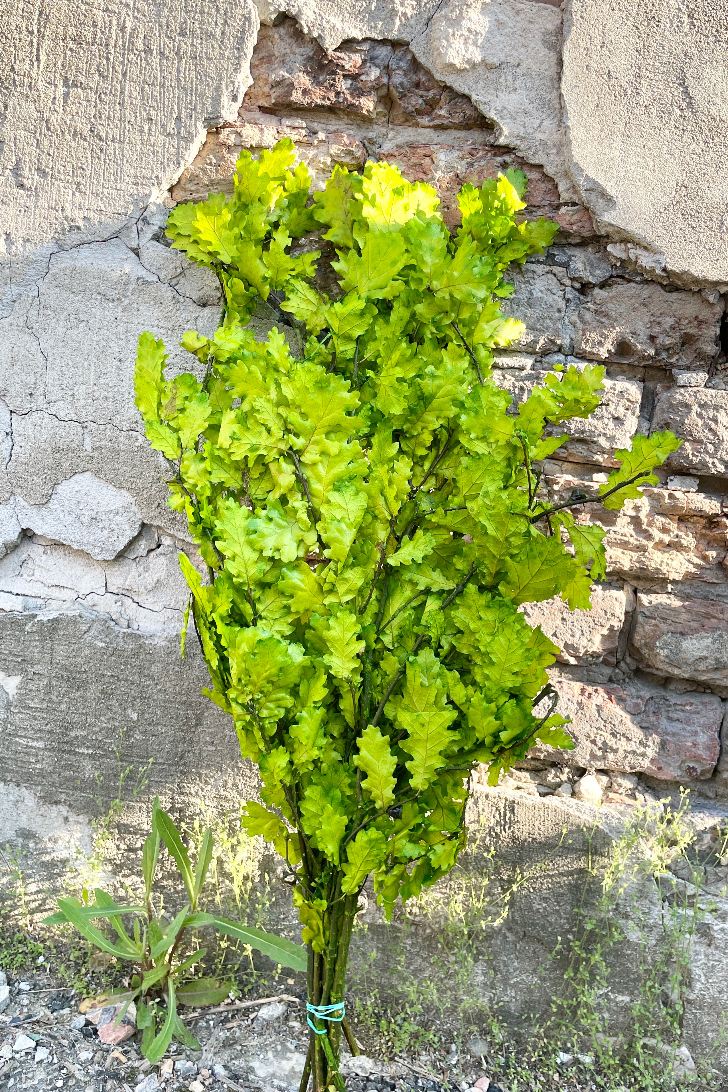 Chartreuse colored preserved Quercus bunch against a brick wall at Sprout Home.