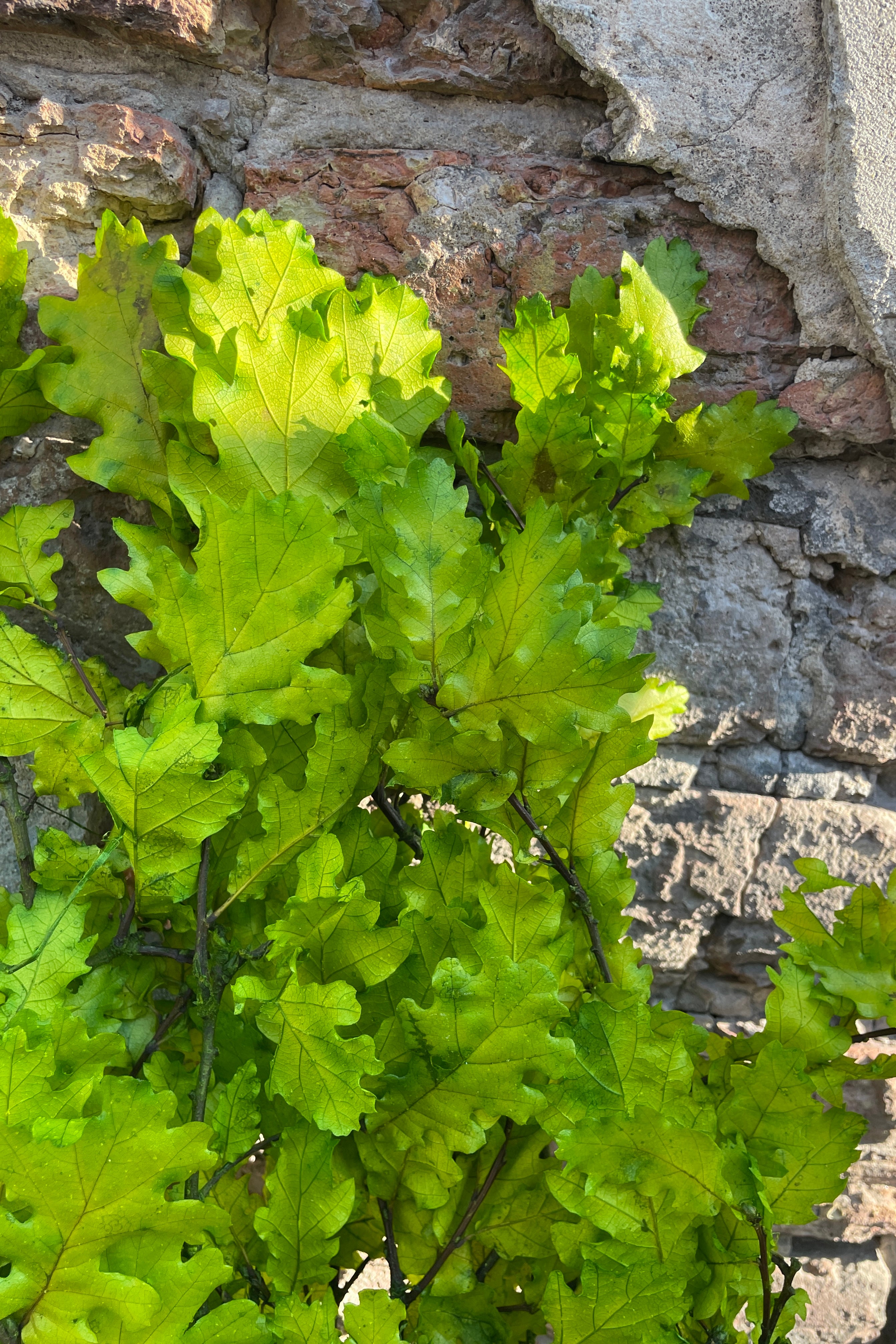 Detail of the bright chartreuse Quercus leaves that are preserved.