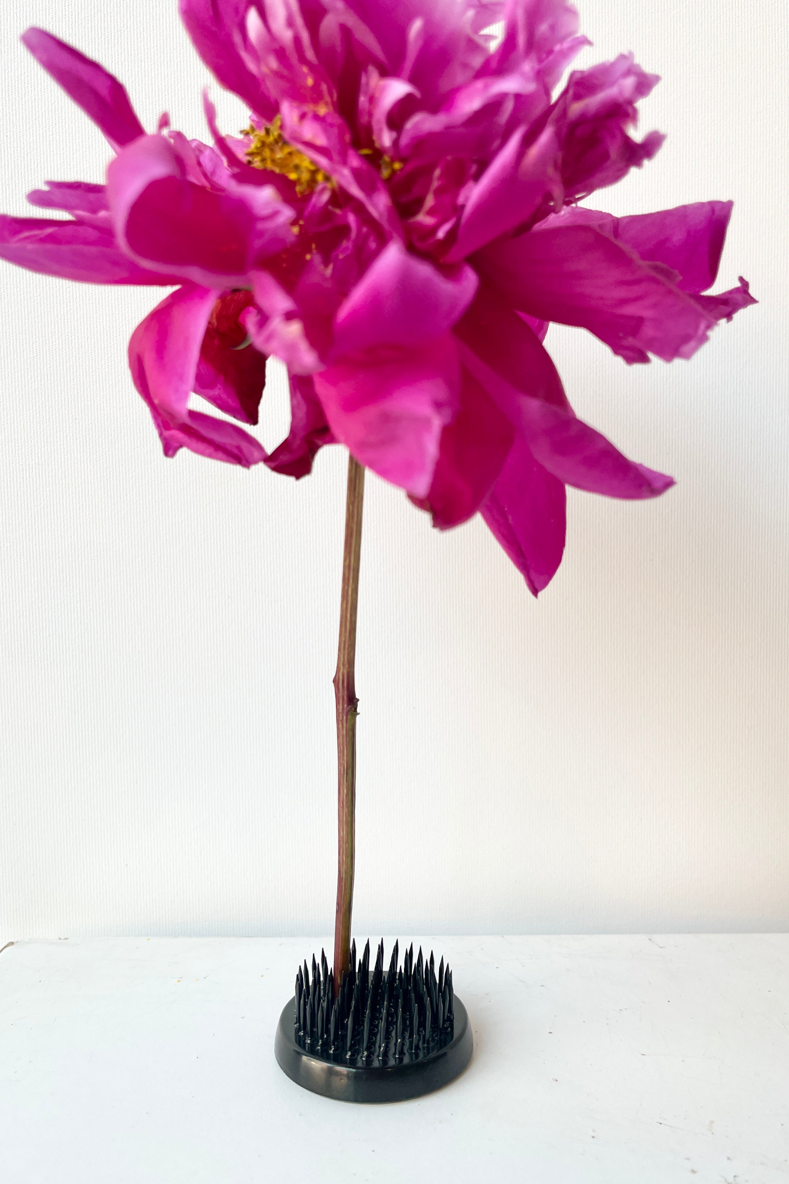 Small black round Kenzan frog holding one peony against a white wall.