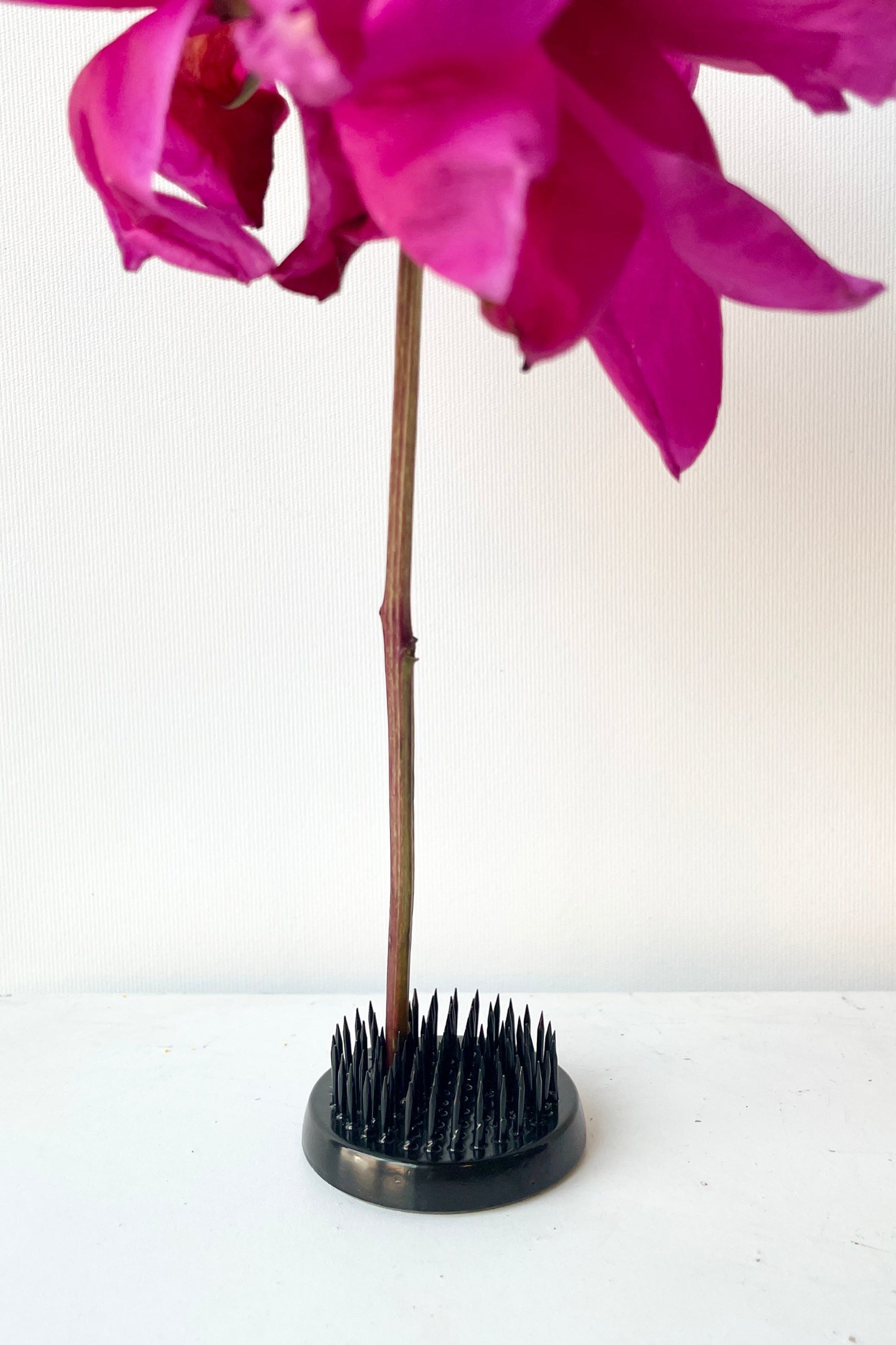 Small black Kenyan frog holding one stem on a white surface. ©Sprout Home