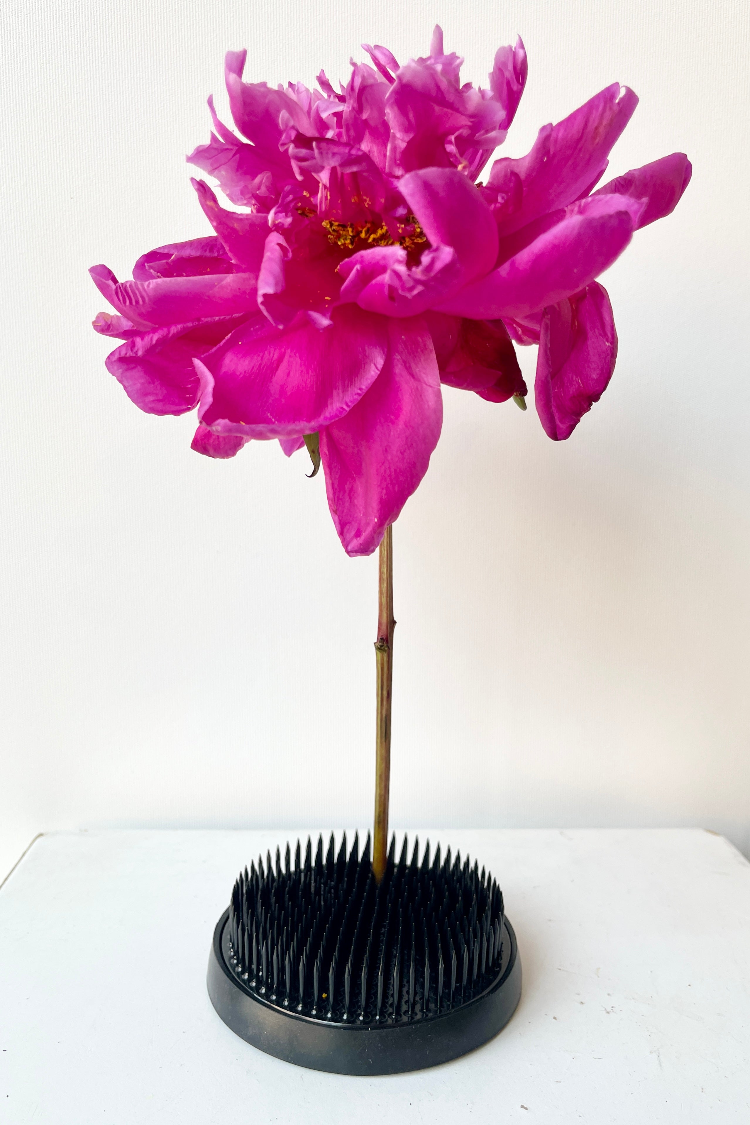 Large black round Kenzan with a peony stem stuck in the middle against a white wall.