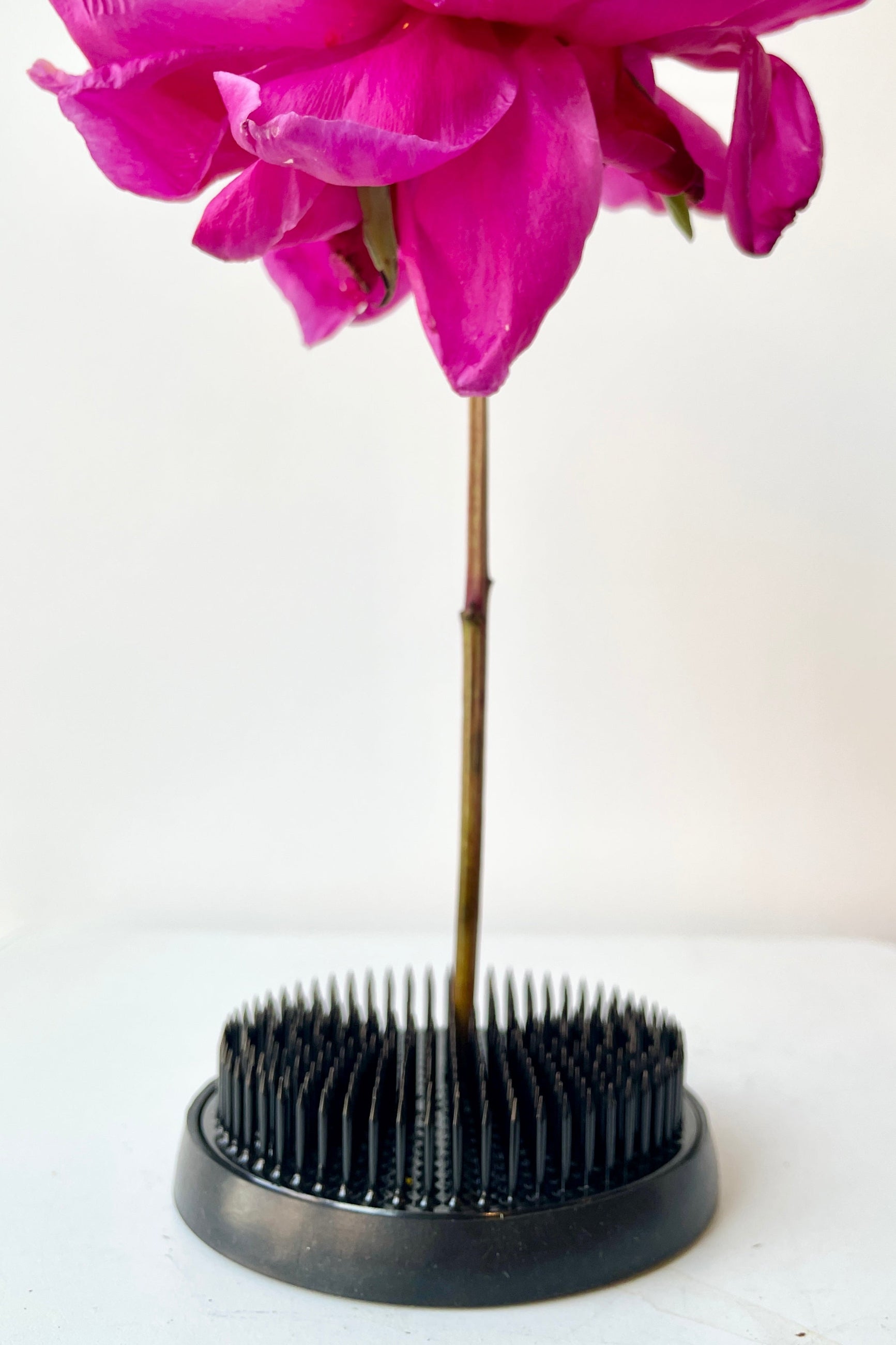 Large Kenzan round black with a single stem up close ©Sprout Home