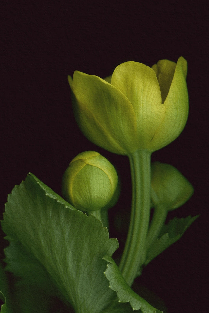 Marsh Marigold Green flower buds with leaves on a black background ©Raoul & Simone