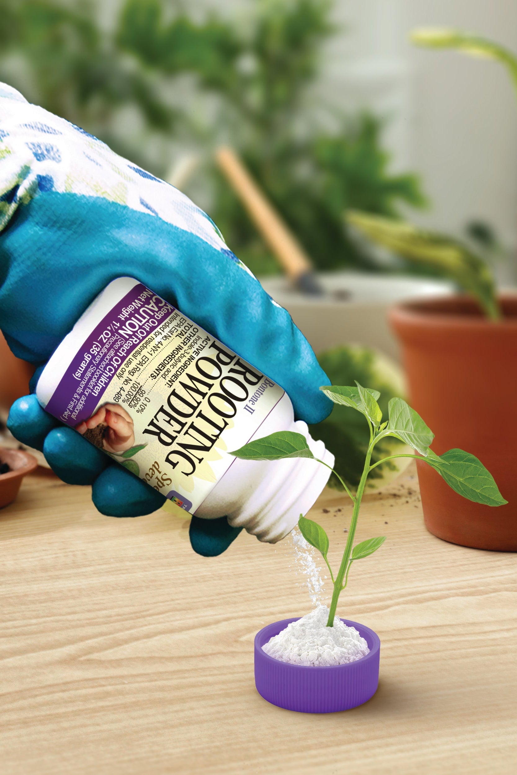 Hand wearing a blue glove applying a white powder from a labeled container onto a small plant in a pot on a wooden surface. ©Bonide