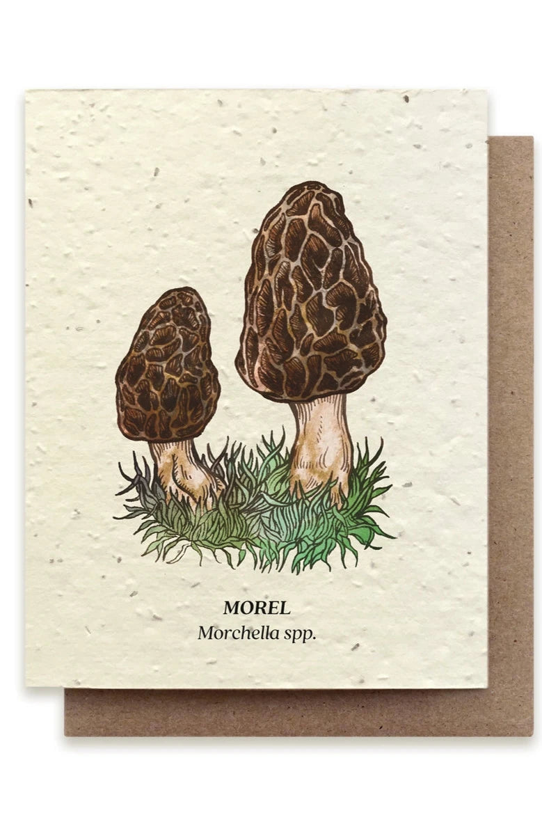 Morel Mushroom Seeded plantable card showing the front of the card with the illustration. ©Small Victories