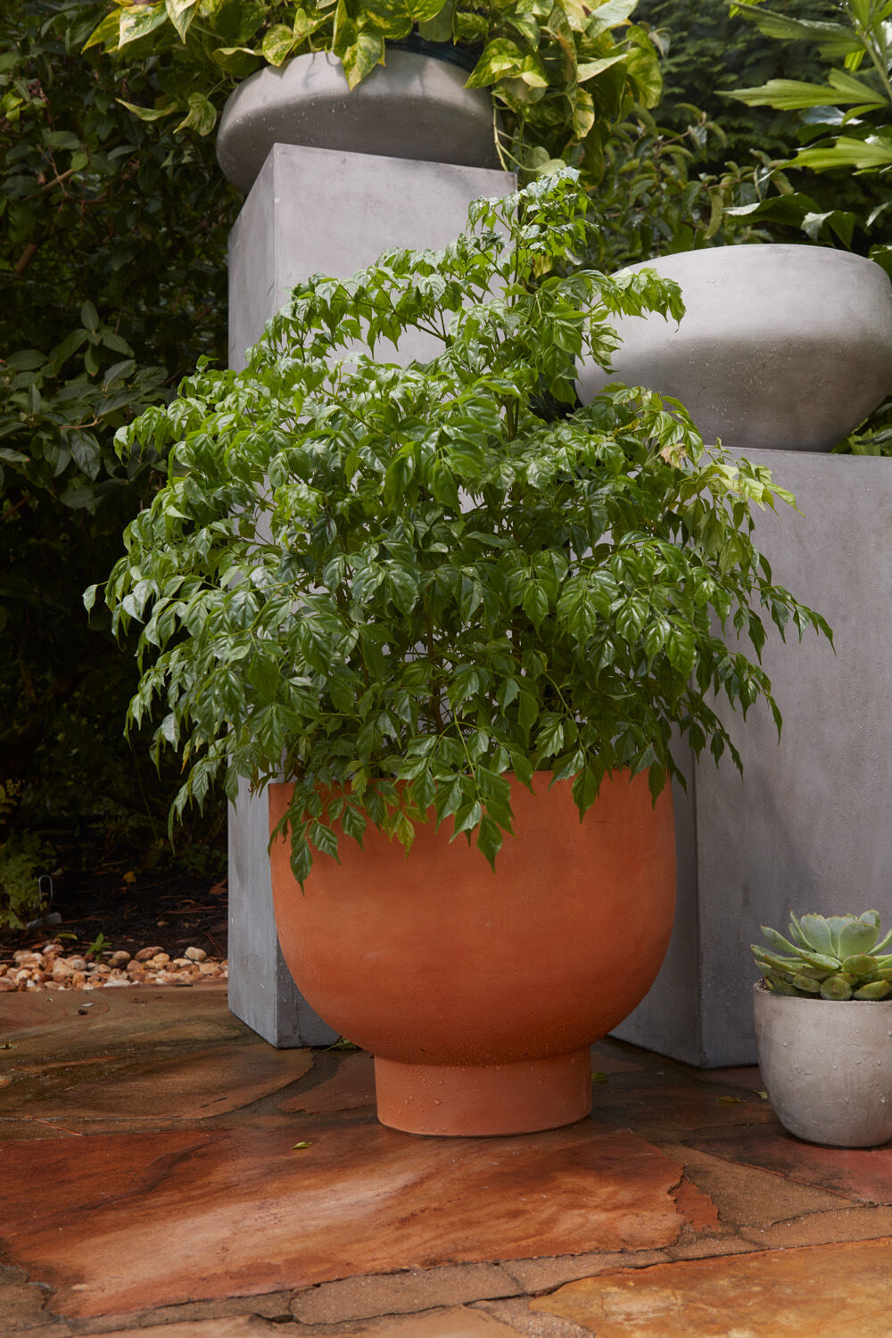 Newport Compote Pot in terracotta with a china doll plant inside by Accent Decor. Empty and sitting on a wood floor. ©Accent Decor