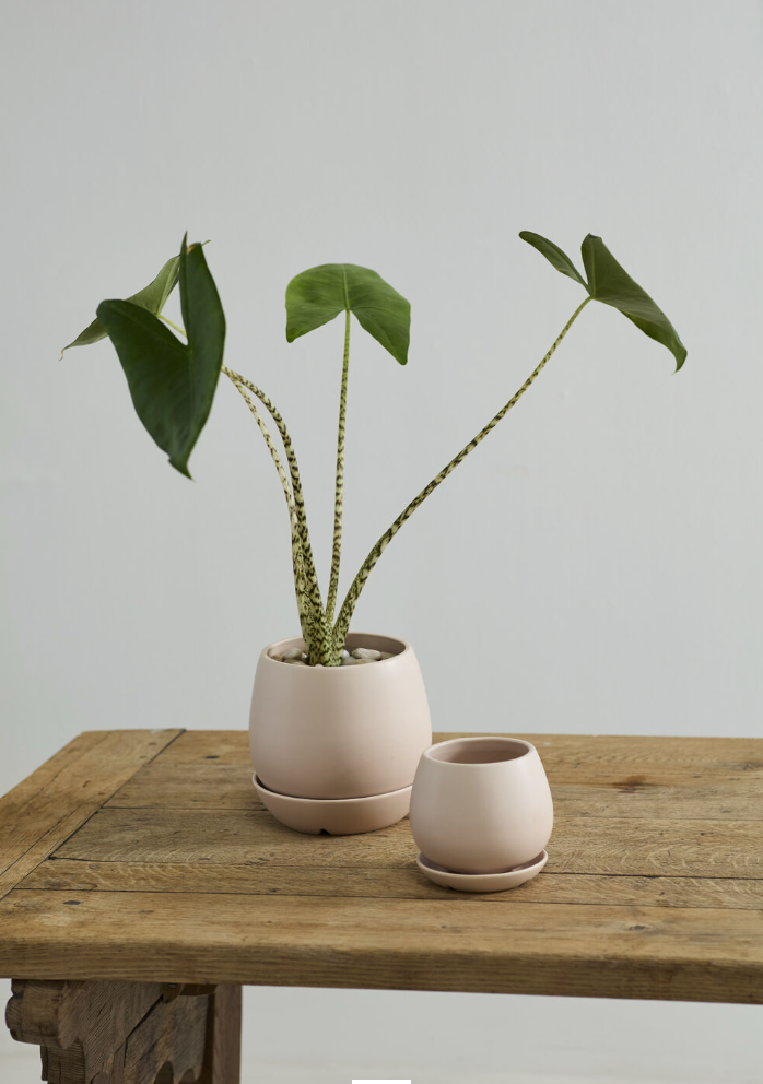A potted plant on a wooden table ©Accent Decor
