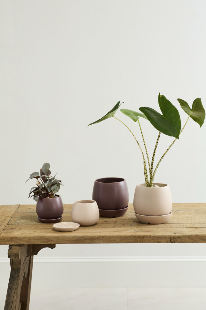 A set of potted plants and cermic pots on a wooden table in a white room ©Accent Decor