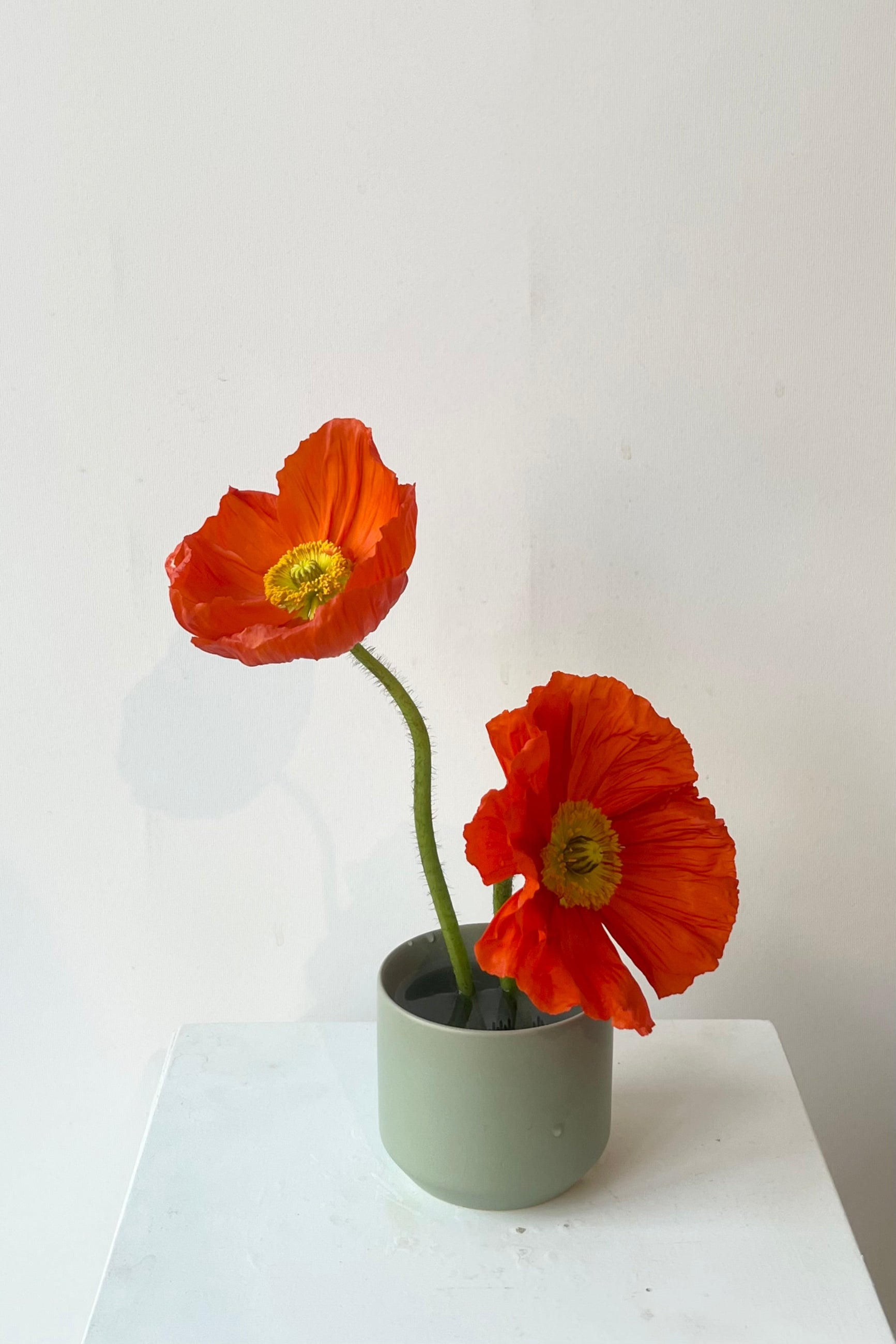 Two red flowers in a gray vase on a white surface with a white background ©Sprout Home