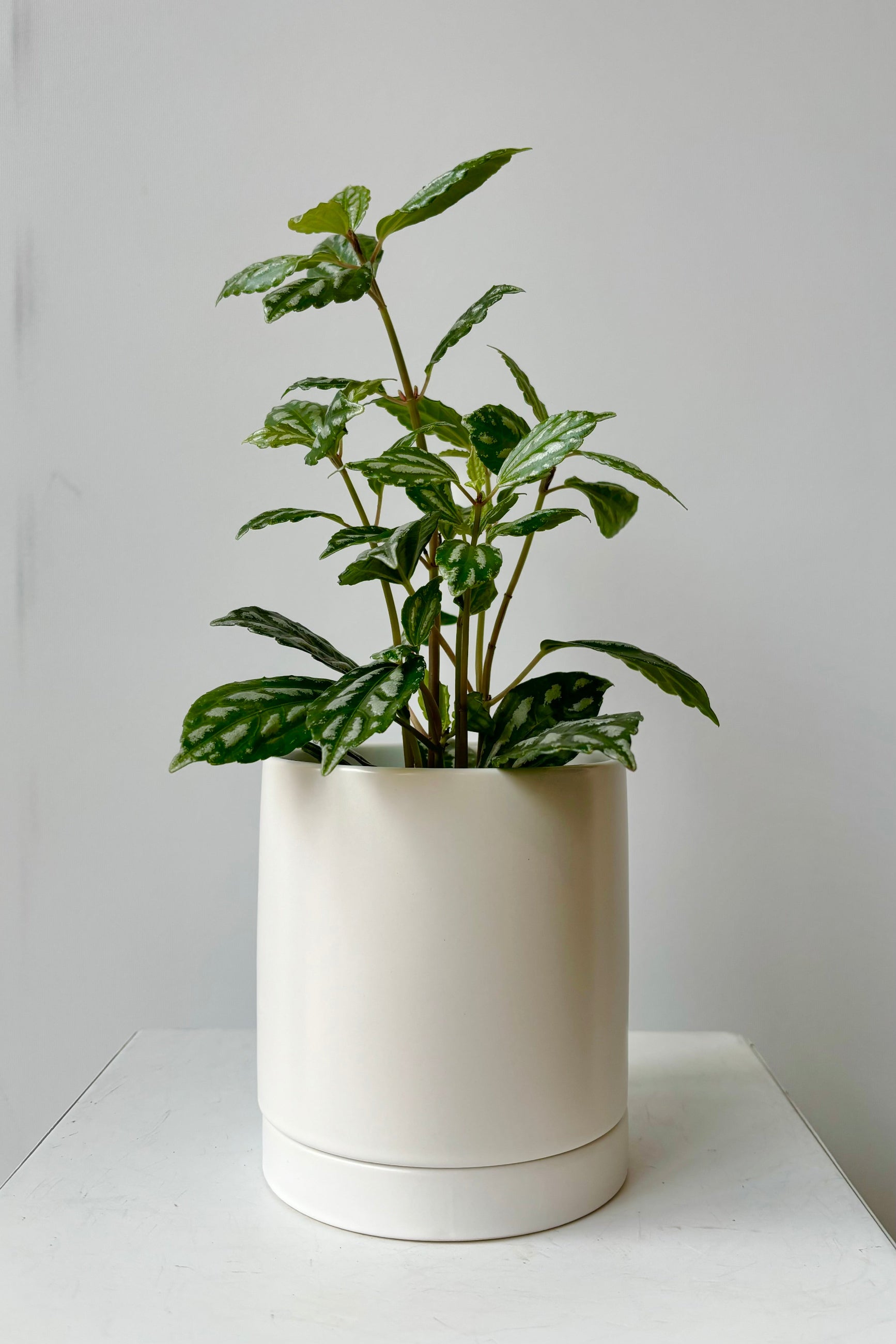 Ceramic, glazed white cylinder planter with drainage hole and tray styled with a green plant against grey background ©Sprout Home