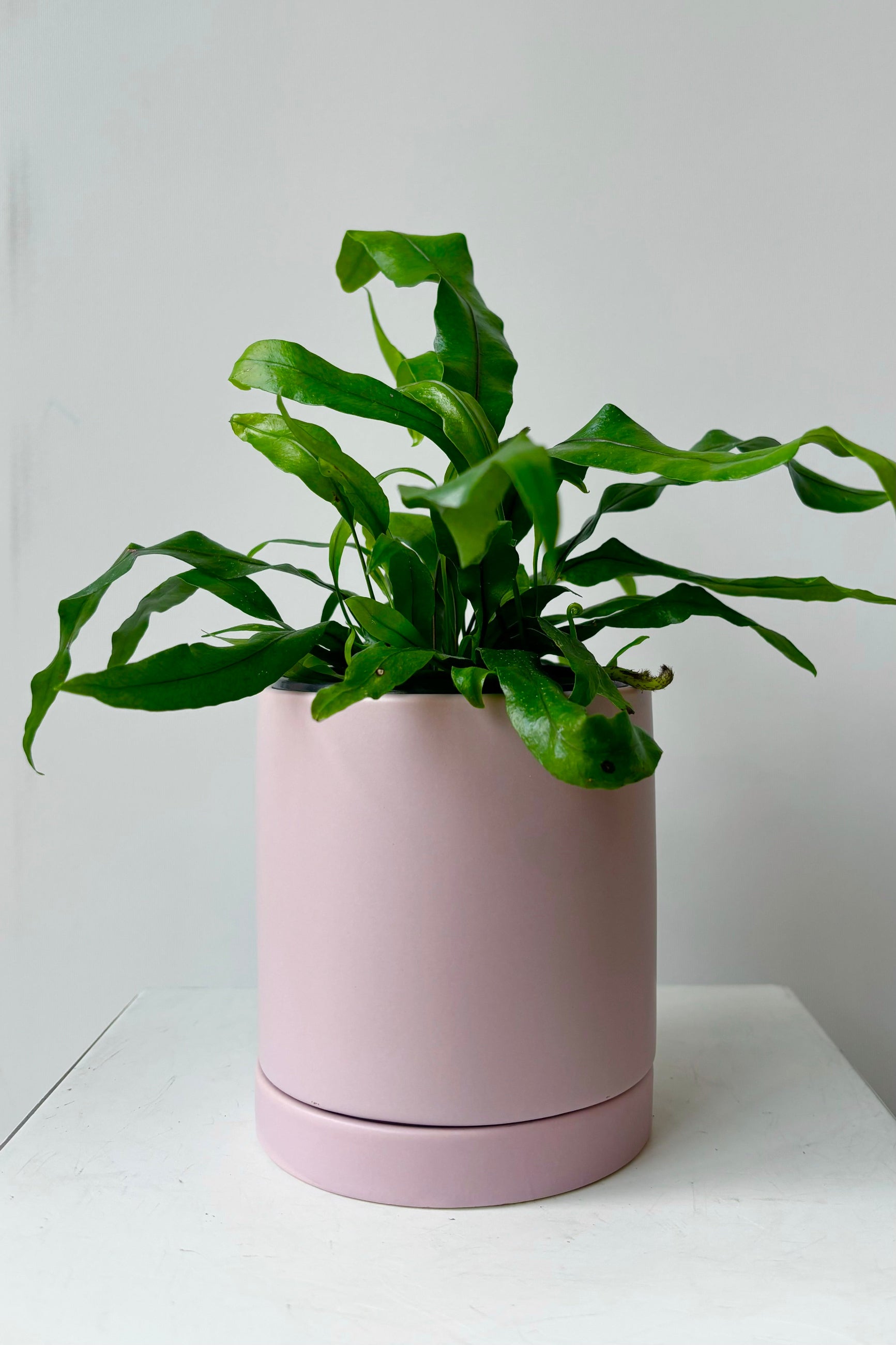Ceramic, lilac colored glazed cylinder planter with drainage hole and tray styled with green plant against grey background ©Sprout Home