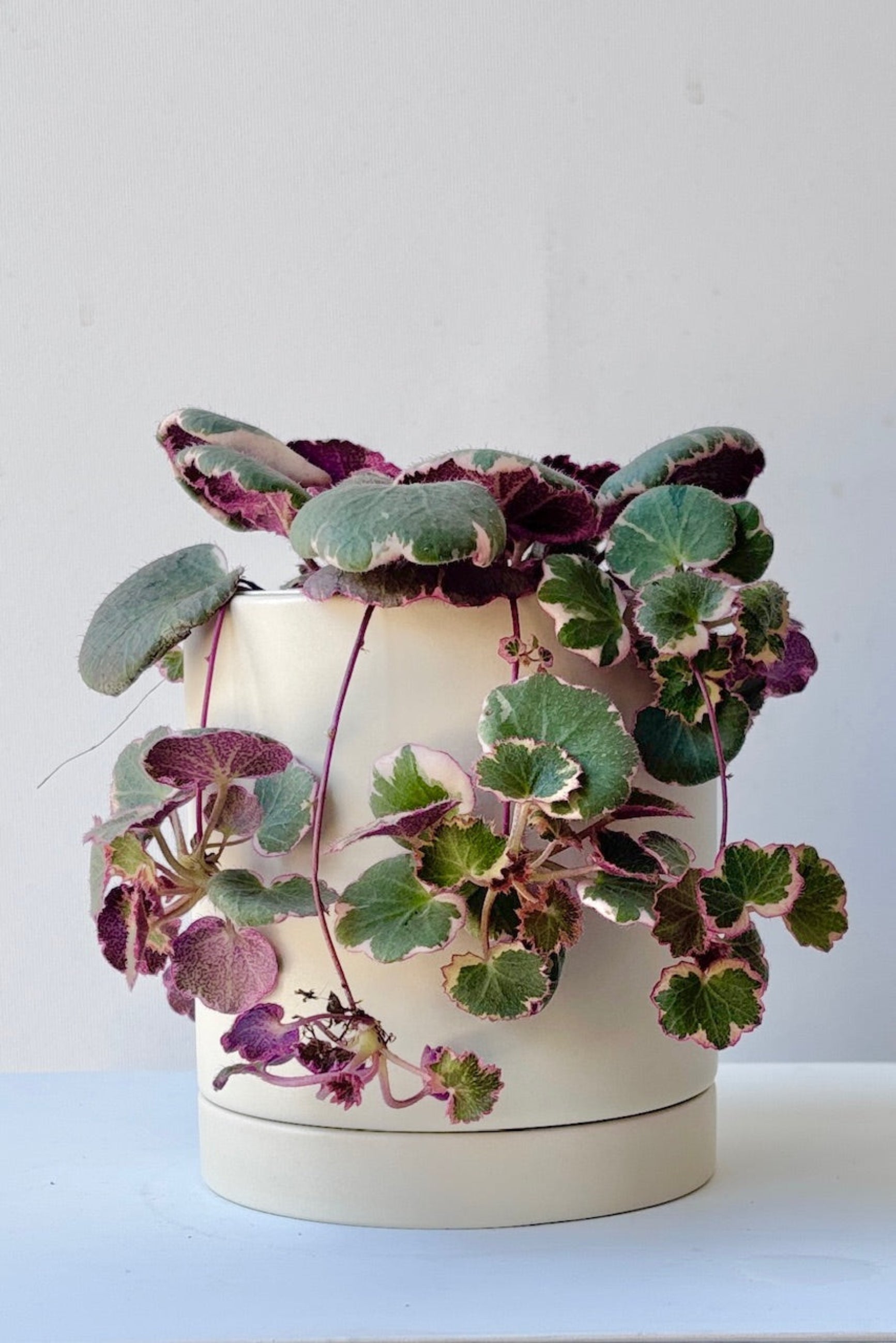 Beige ceramic Romey pot displayed with a trailing plant on a white background ©Sprout Home