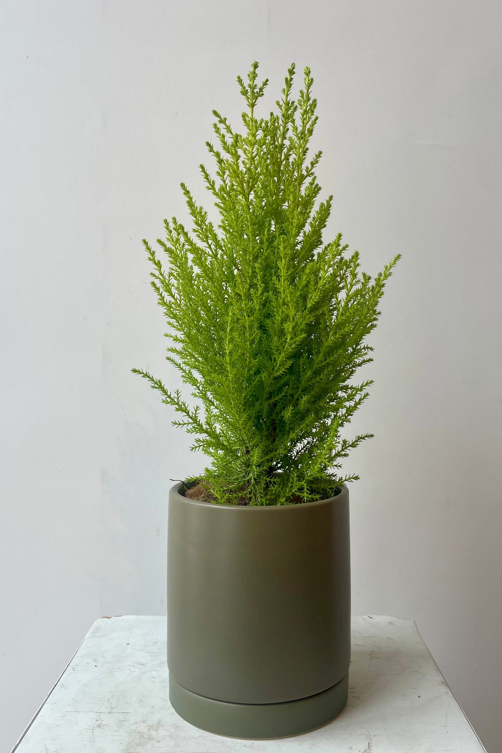 Photo of khaki colored cylindrical pot and saucer in front of a white wall ©Sprout Home