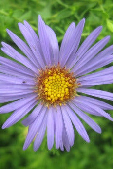 A single light purple flower with a yellow-orange center of Aster o. 'October Skies' photographed close up against a blurred green foliage background. ©Elite Growers