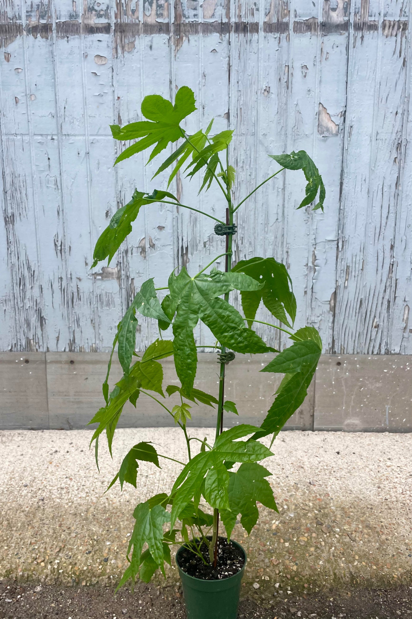 Photo of an Abutilon 'Red Tiger' in a green pot against a gray wall. The plant is slender with large five-pointed leaves. It is sometimes called a "flowering maple." ©Sprout Home