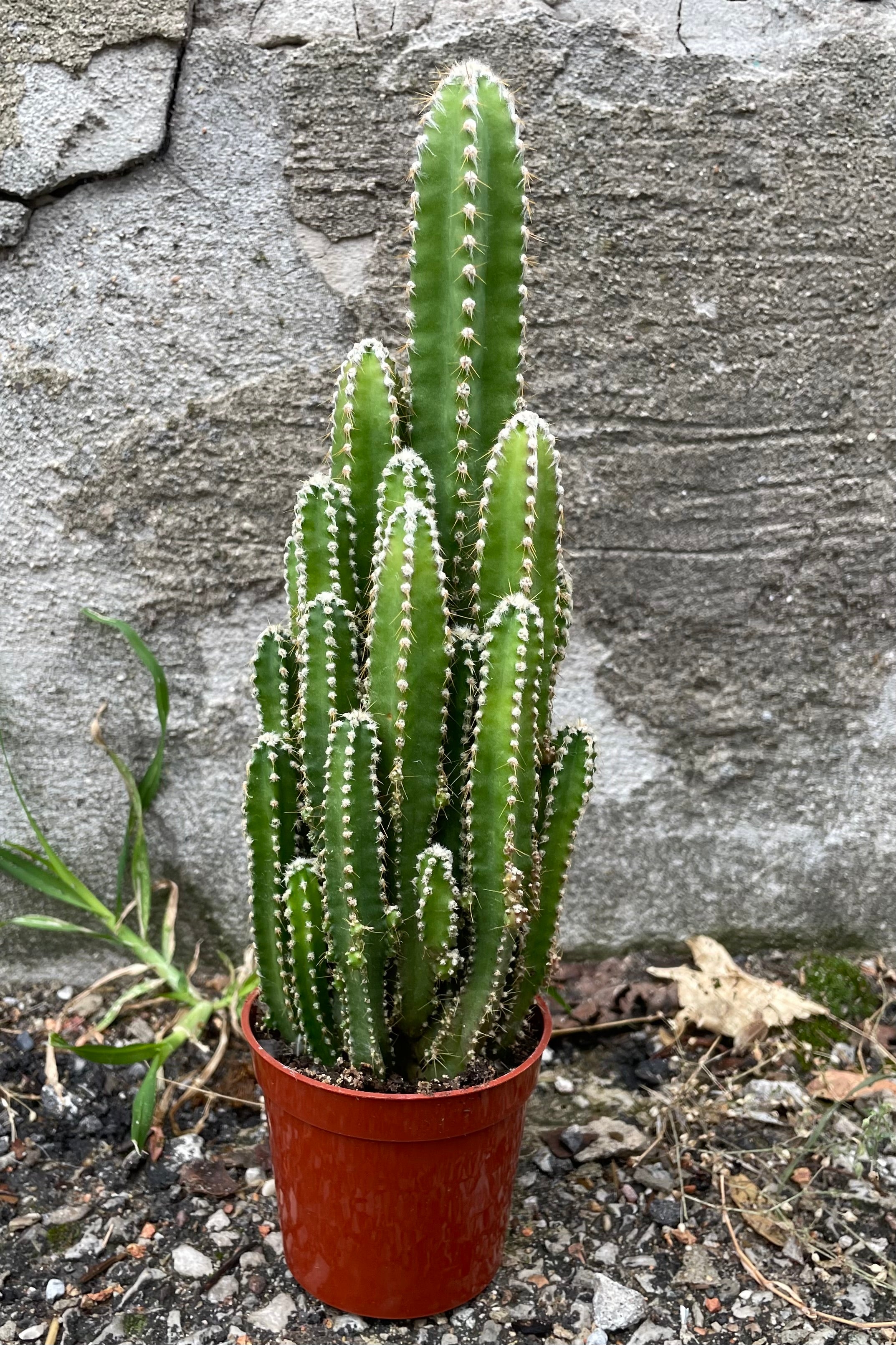 Acanthocereus tetragonus in a 2.5" growers pot standing tall like a tight statue in front of a concrete wall.