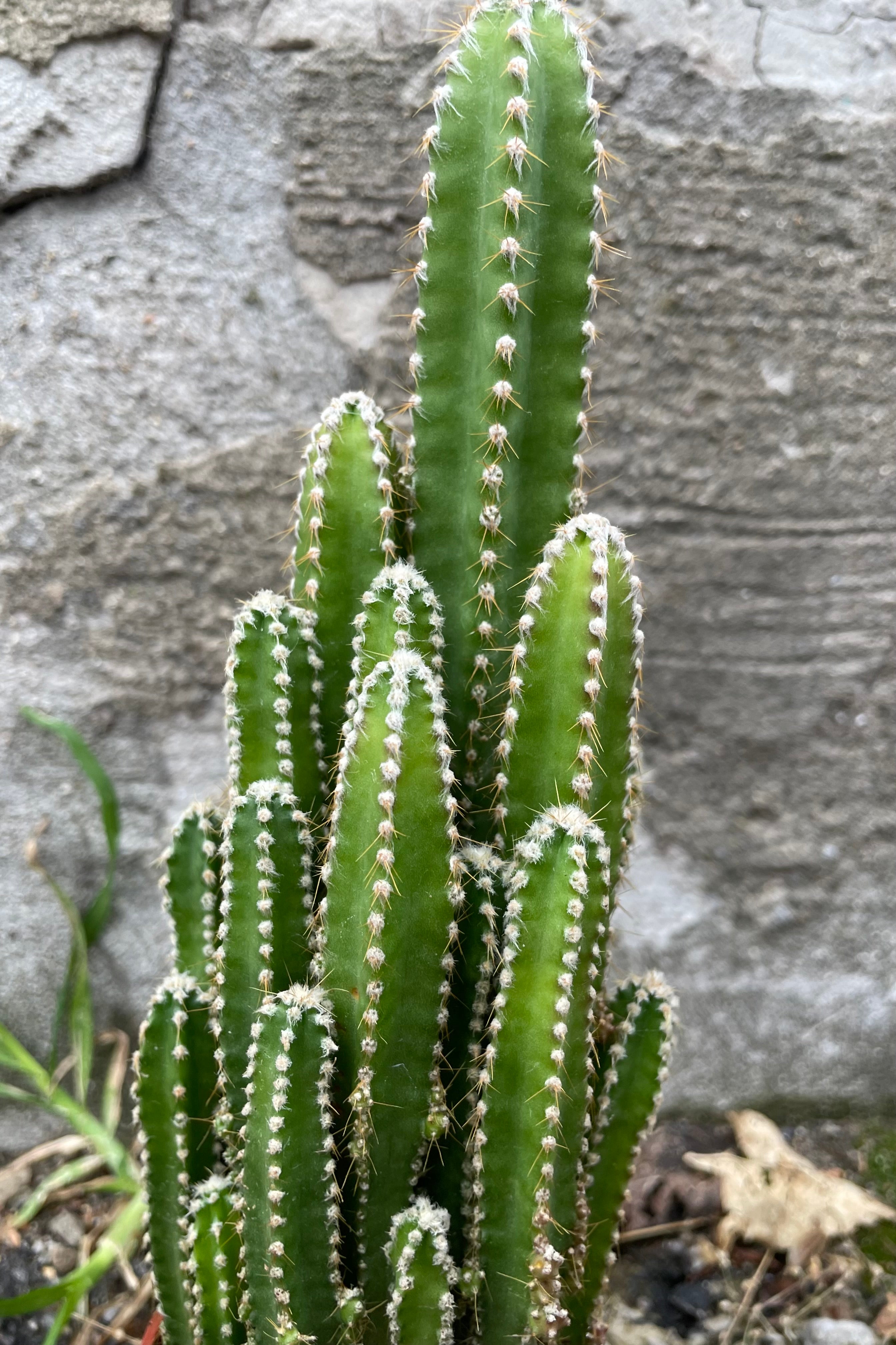 Close up picture of the tall spiked bodies of the Acanthocereus tetragonus plant.