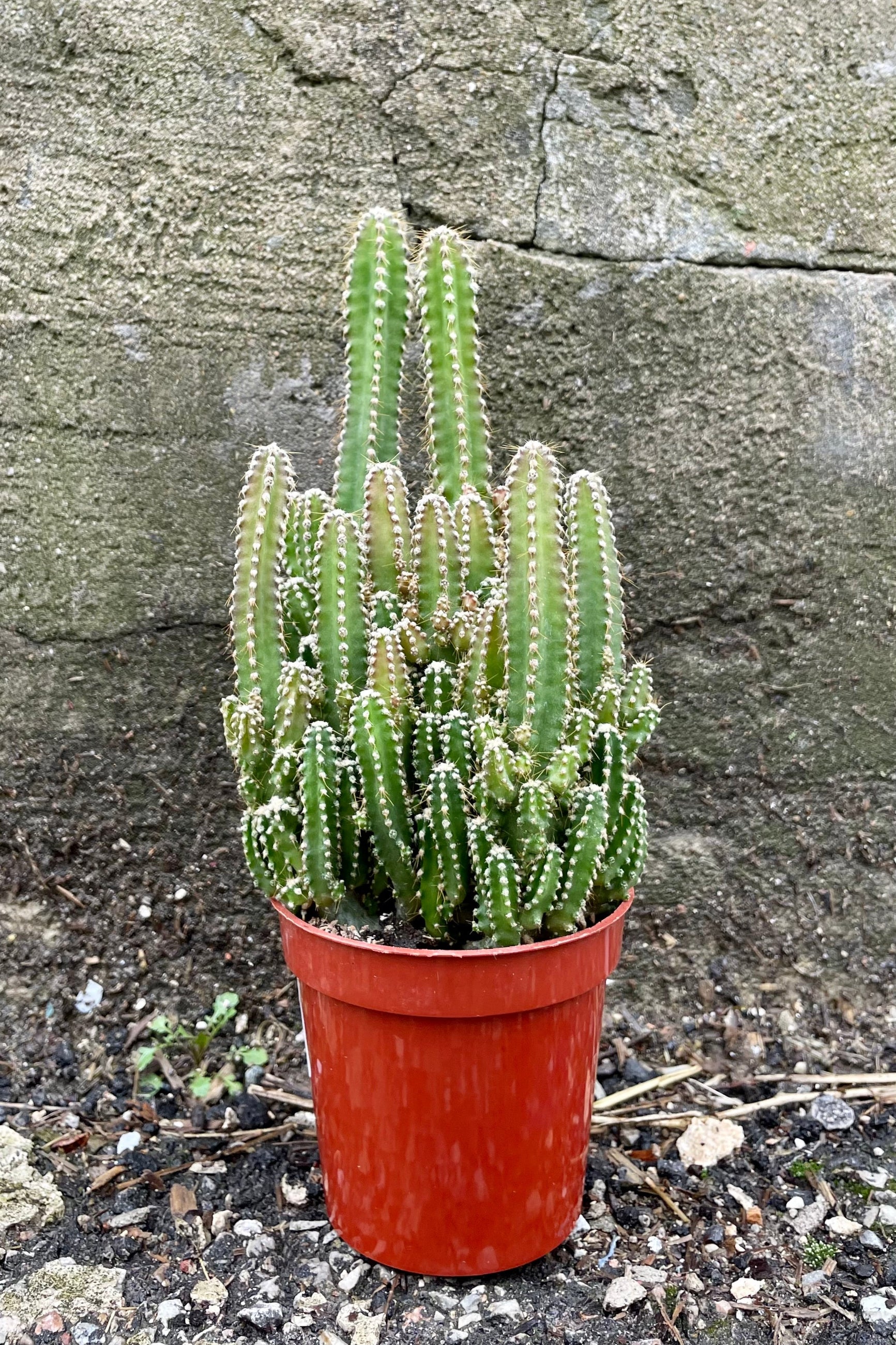 Photo of a Cactus in an orange pot against a cement wall. The cactus is Acanthocereus tetragonus or "Fairy Castle" Cactus. The small stems grow in dense clusters at varying heights with each edge covered in short bristly spines.©Sprout Home