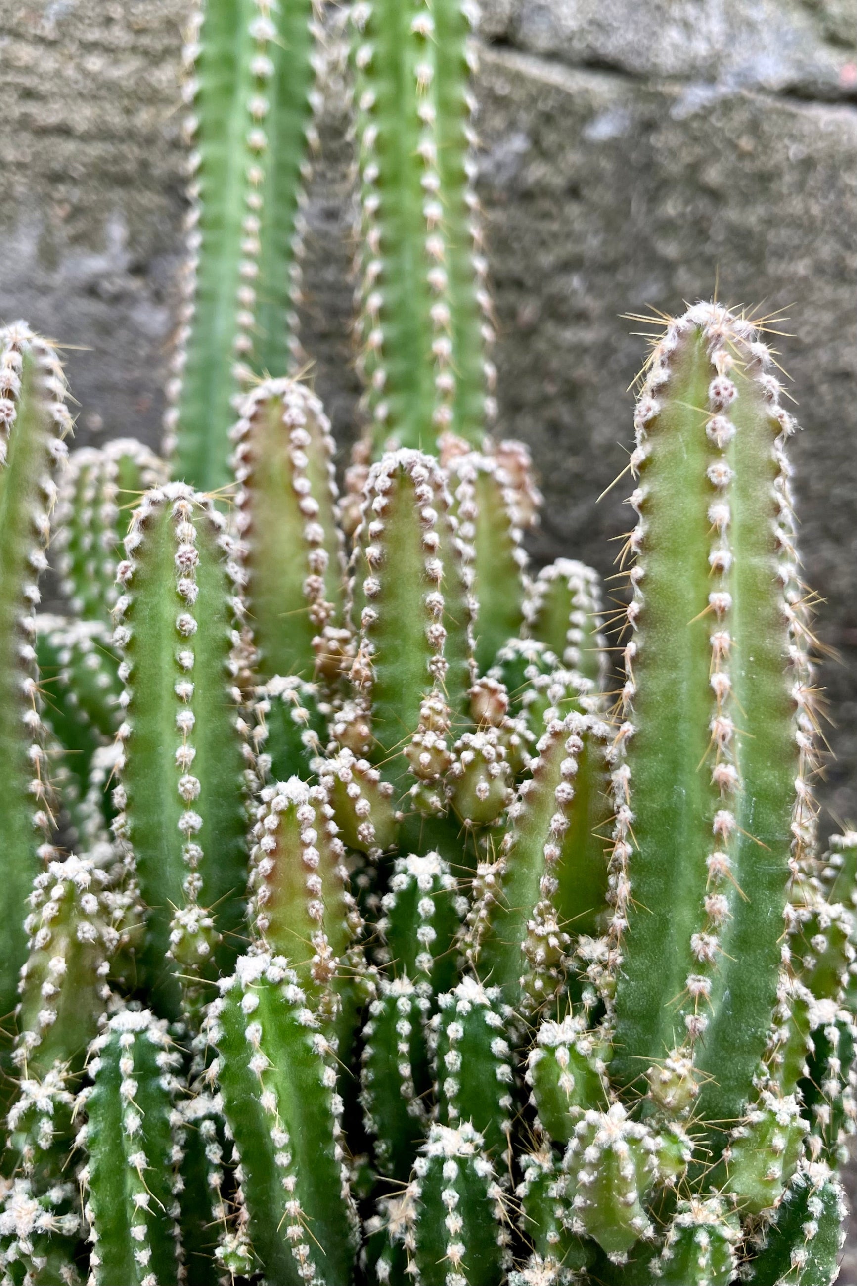 Photo of a Cactus in an orange pot against a cement wall. The cactus is Acanthocereus tetragonus or "Fairy Castle" Cactus. The small stems grow in dense clusters at varying heights with each edge covered in short bristly spines.©Sprout Home