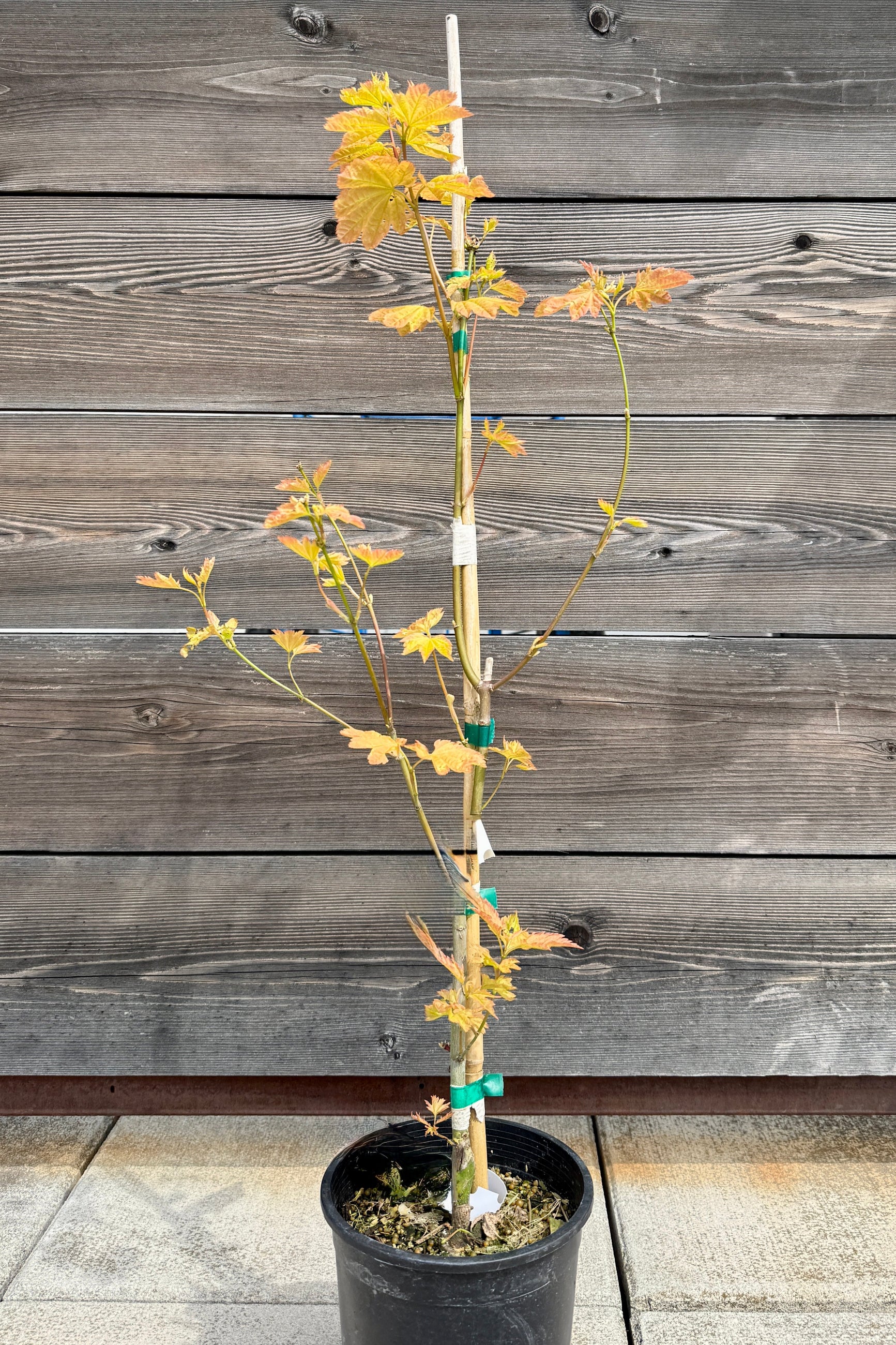 Young Acer circinatum 'Sunglow' tree in a #1 growers pot the beginning of spring with yellow leaves with a wooden background ©Sprout Home
