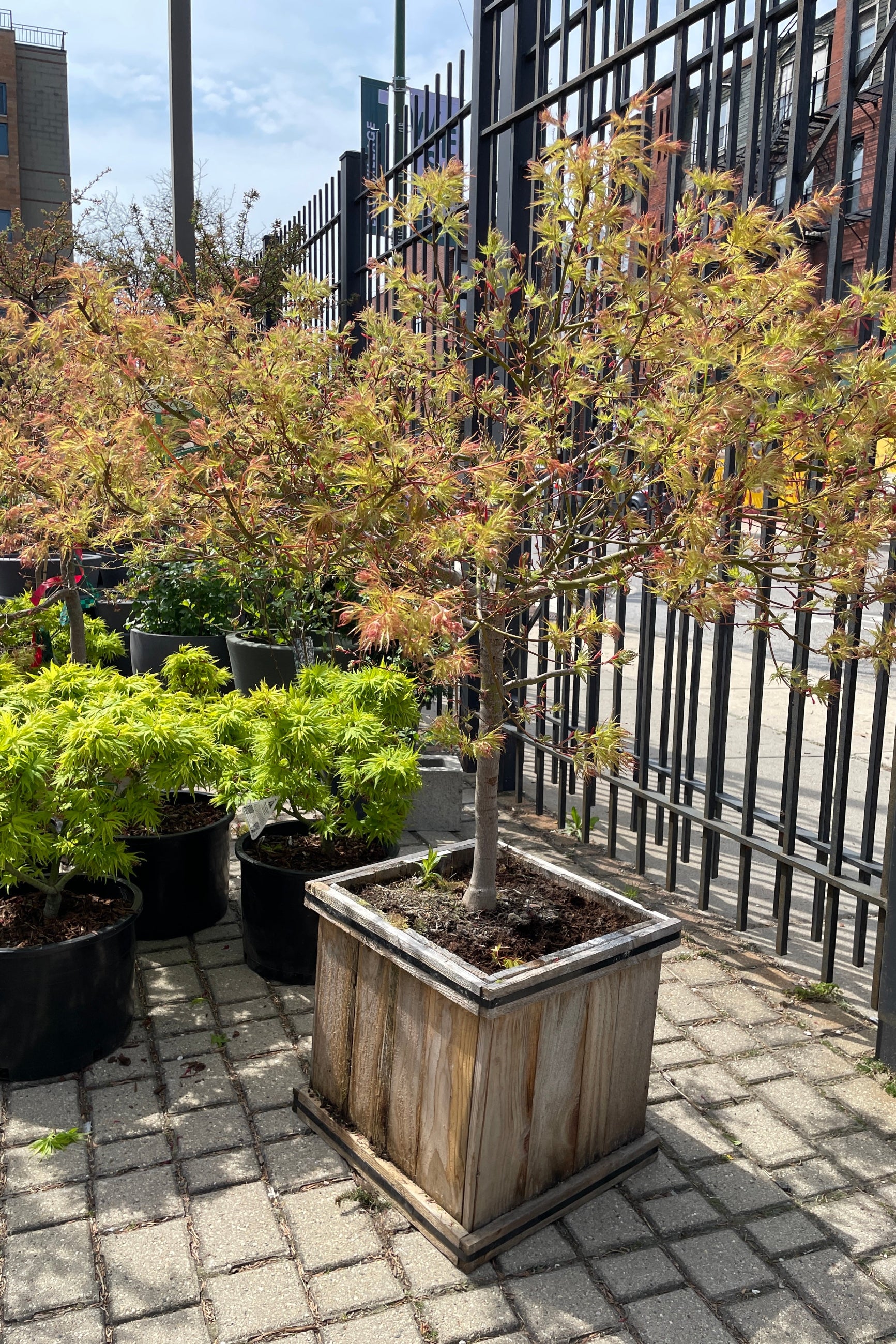 Acer x pseuosibioldianum 'Cascadia' in a #15 cedar square pot mid April. ©Sprout Home