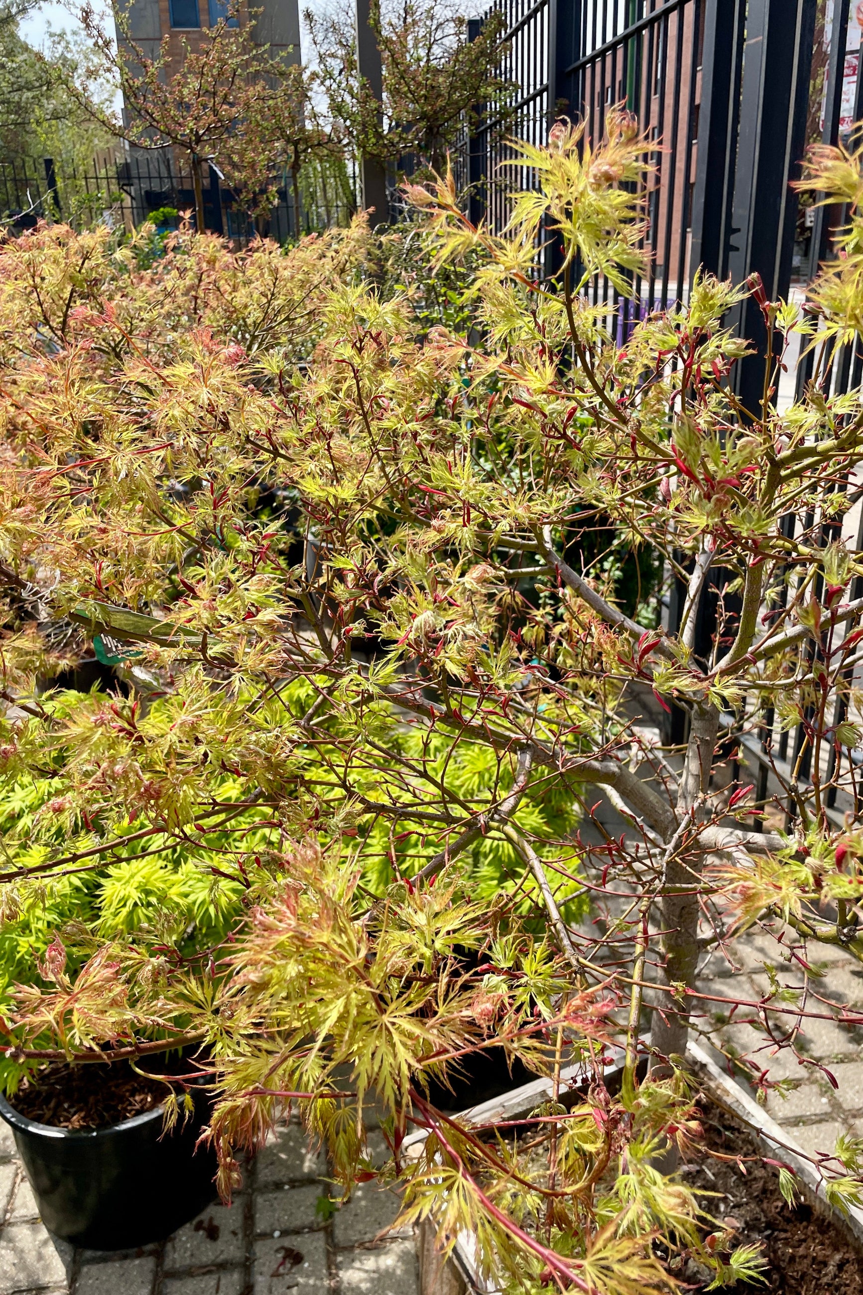 A detail picture of the leaves that have just opened on the Acer 'Cascadia' mid April in the Sprout Home yard. ©Sprout Home