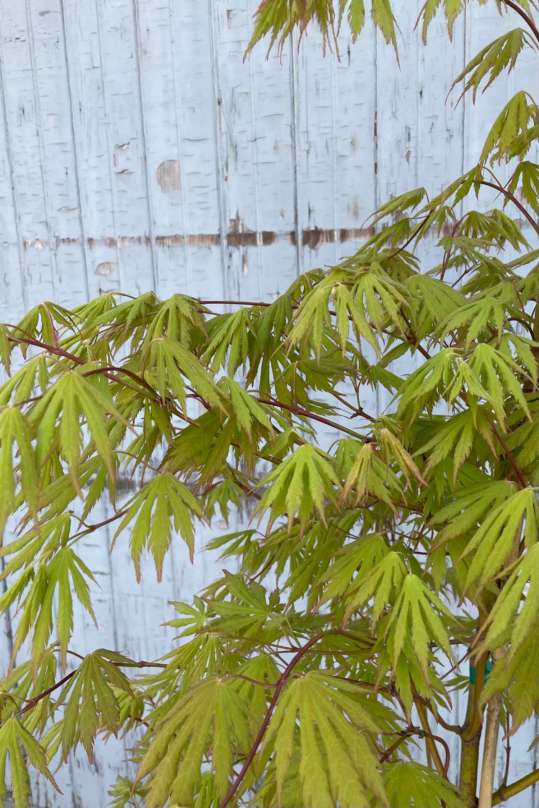 Detail image of the serrated bright green leaves and red stems of the Acer 'Arctic Jade' the beginning of May ©Sprout Home
