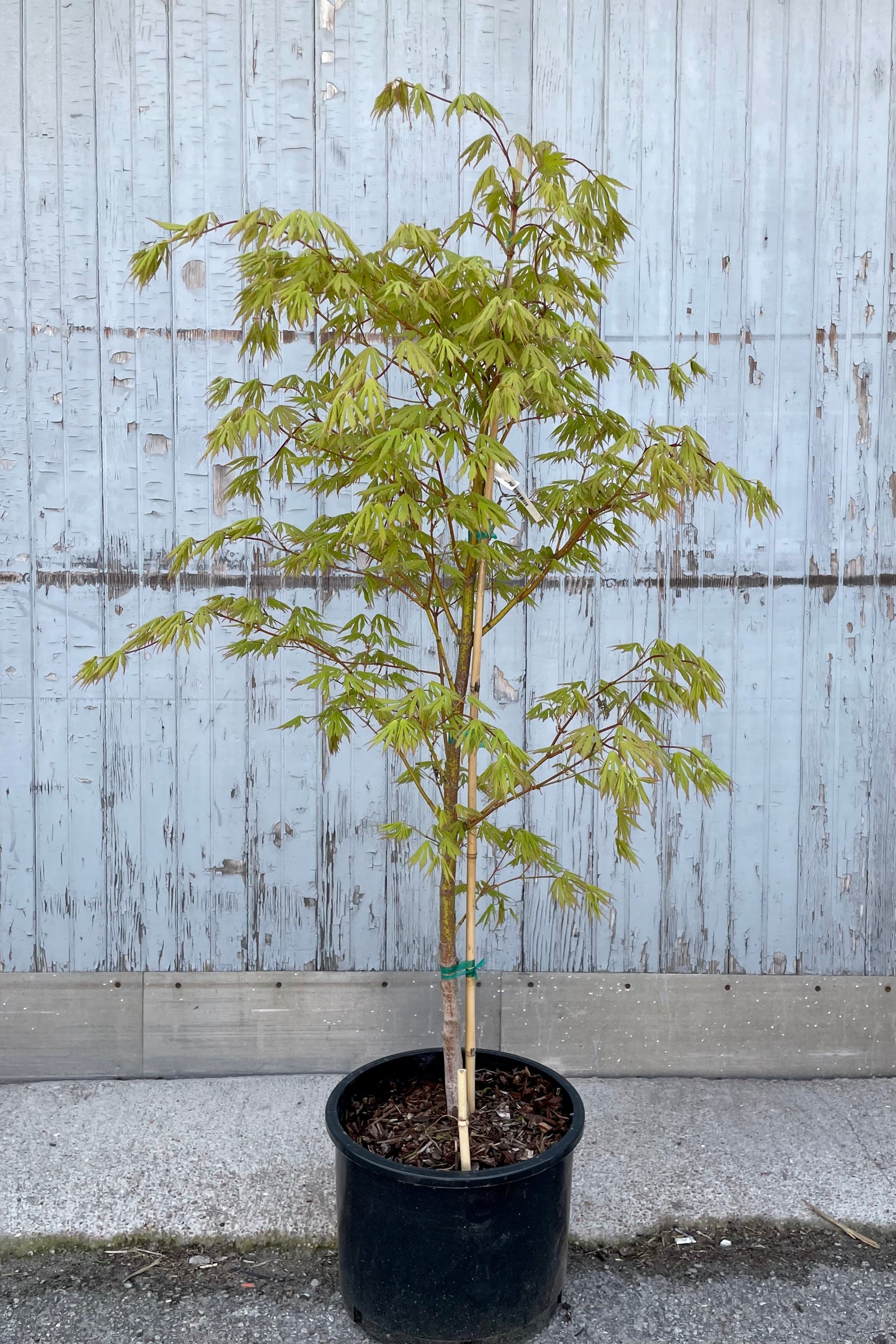 Acer x pseuosioboldianum 'Arctic Jade' in a #6 growers pot the beginning of May with fresh bright yellow green leaves and red stalks. ©Sprout Home