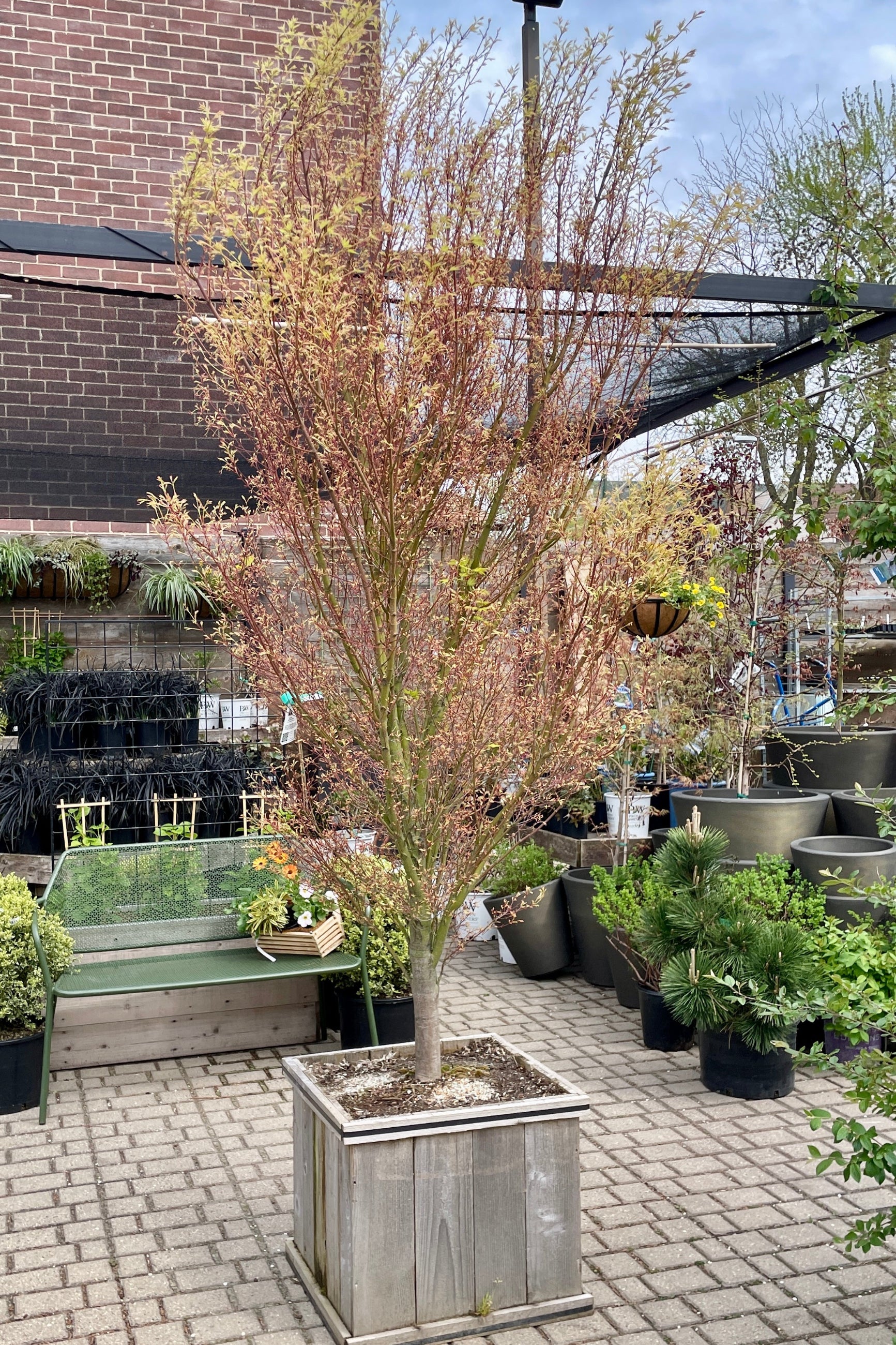 Acer palmatum 'Butterfly' in a #20 cedar pot middle April just starting to leaf.©Sprout Home