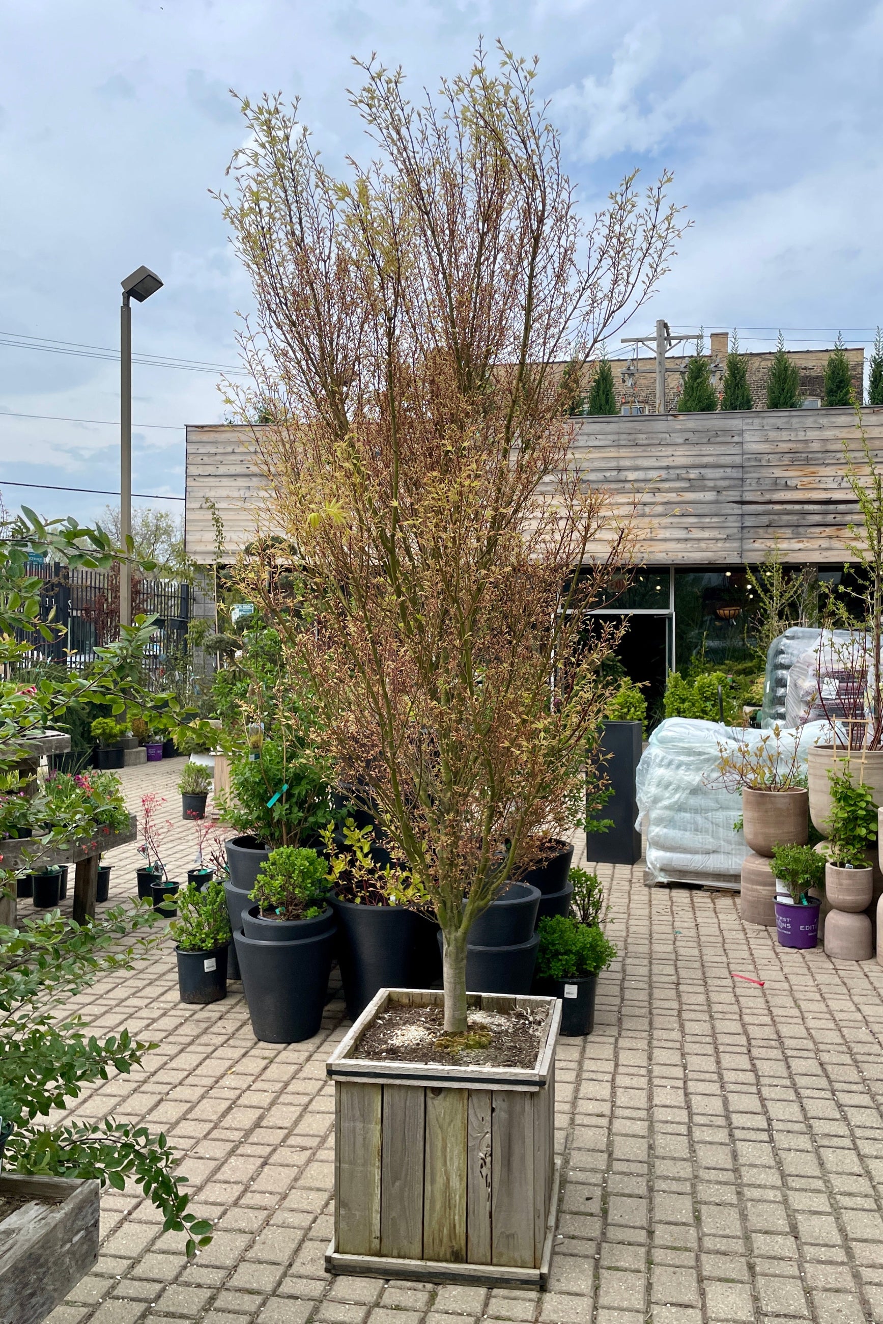 Japanese maple 'Butterfly' ni a #20 cedar square just beginning to leaf out the middle of April at Sprout Home.©Sprout Home