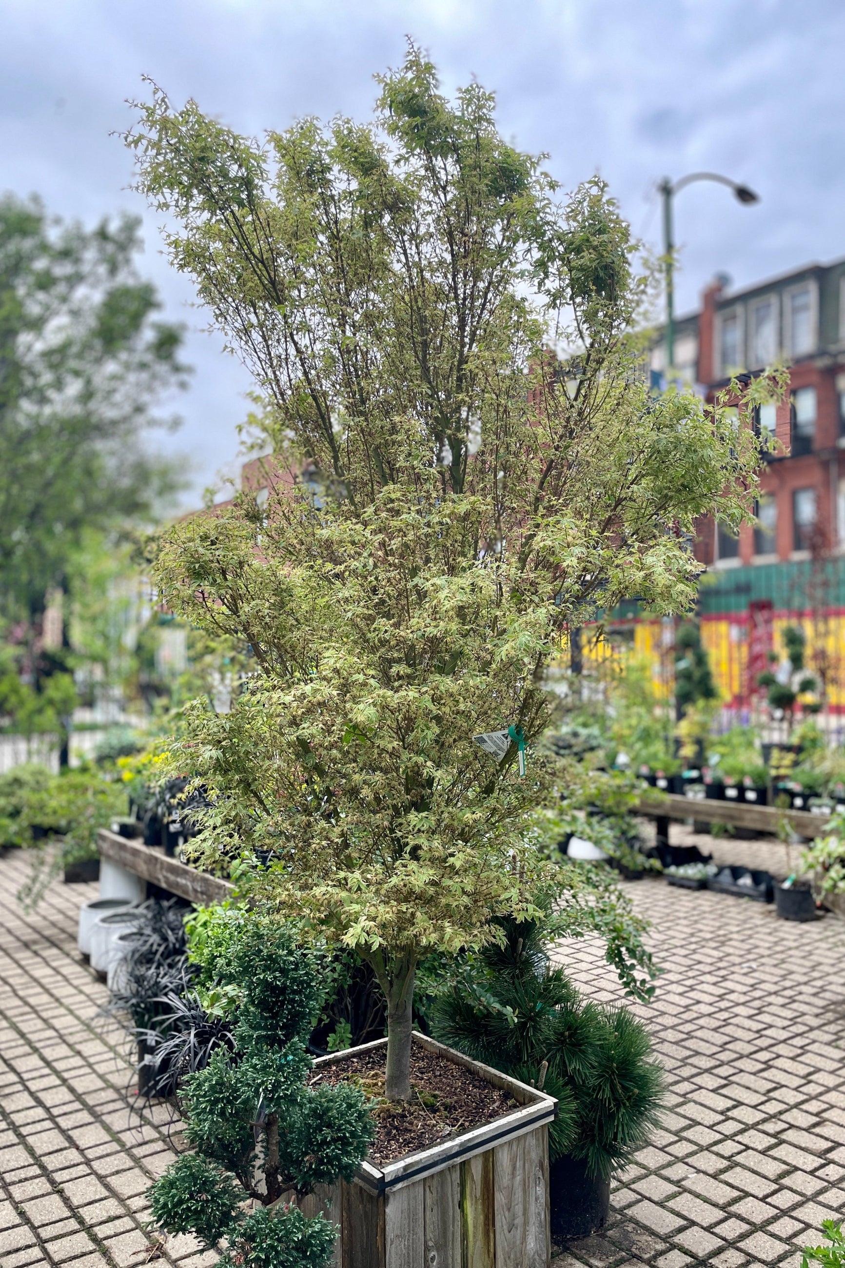 Acer 'Butterfly' mid May starting to fill out in the Sprout Home yard. ©Sprout Home
