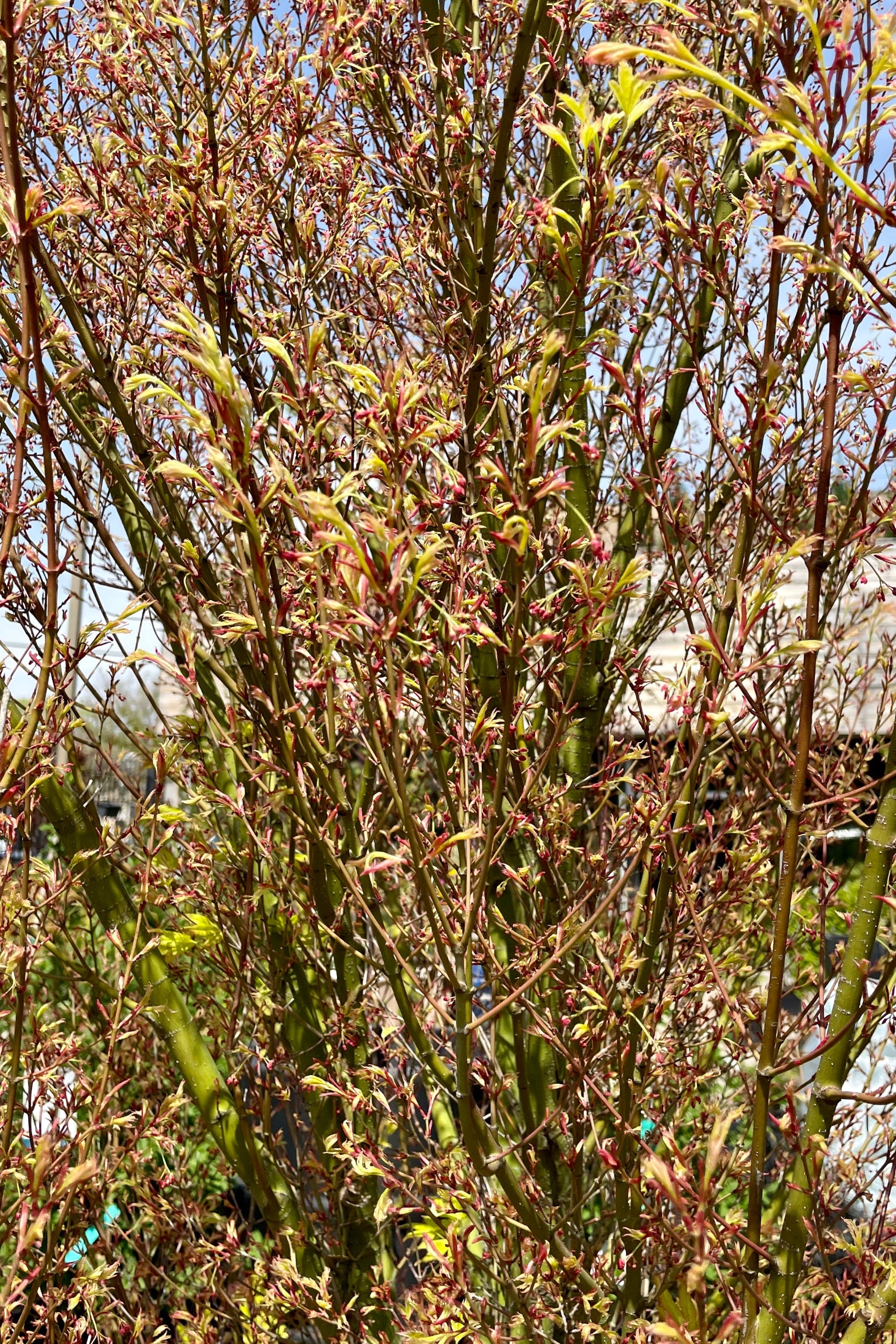 Detail of the green limbs and yellow to pink early spring foliage opening up on the 'Butterfly' Japanese maple. ©Sprout Home